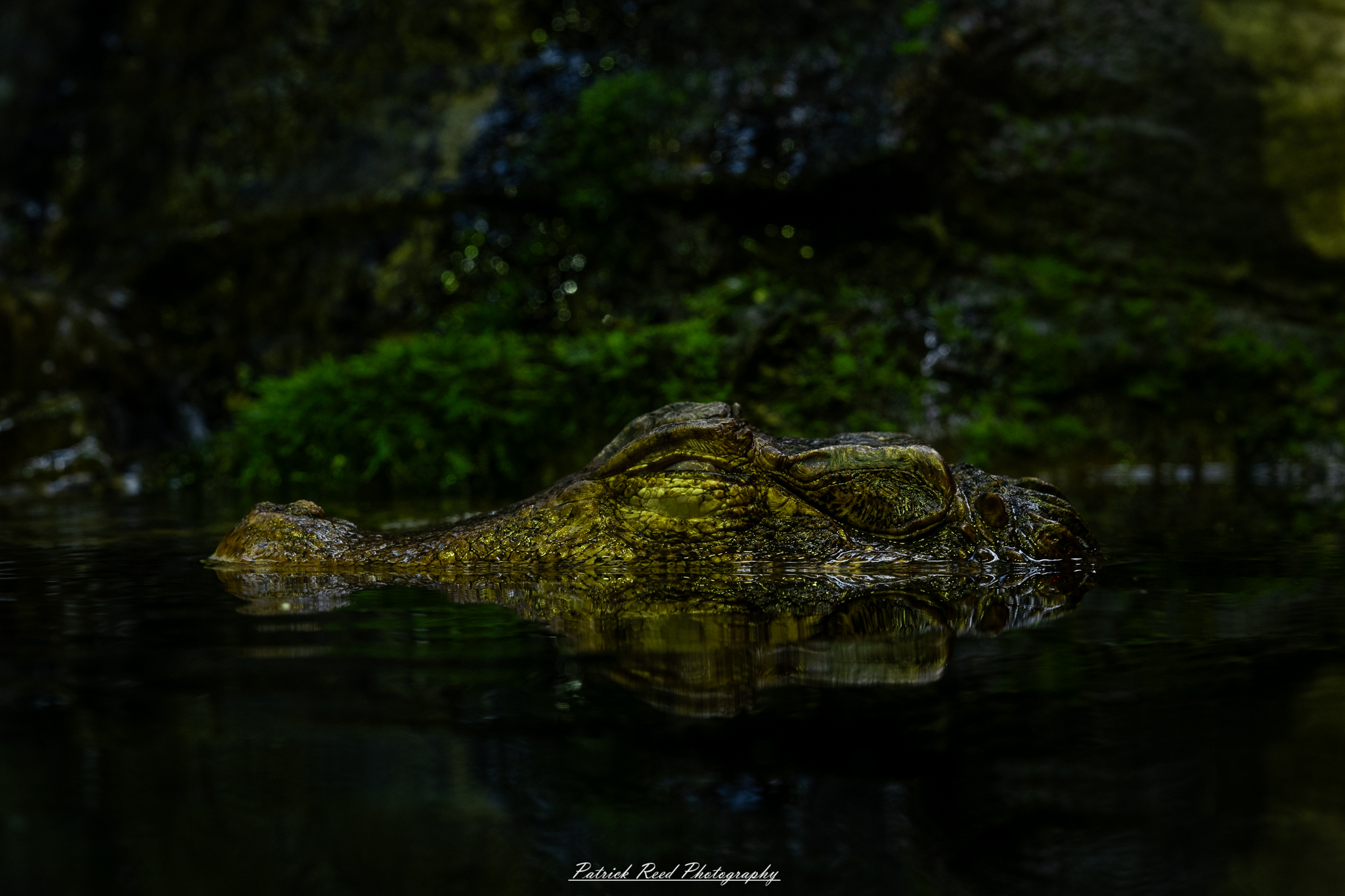"An alligator partially submerged in water, its eyes and snout just above the surface. The alligator's rough, textured skin blends with the murky water, creating an eerie and stealthy presence. The calm ripples in the water add to the tension, highlighting the alligator's predatory nature as it silently glides through its aquatic environment."