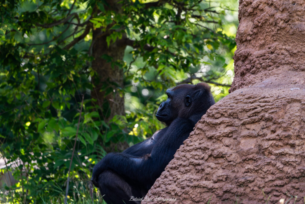 "A gorilla leaning against a rock, exuding a calm and relaxed demeanor. The gorilla's powerful build is evident, with its thick fur and strong arms. The backdrop features a lush, green environment, highlighting the natural habitat. The scene captures the gorilla's expressive face, reflecting a sense of intelligence and tranquility."