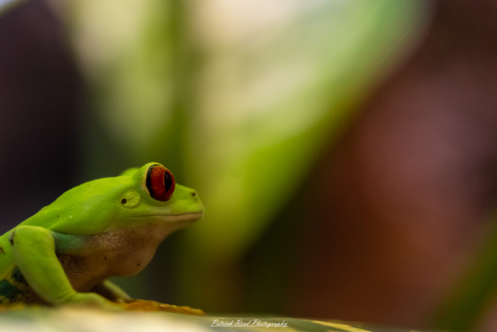 "A small green frog sitting on a leaf, its vibrant color standing out against the lush background. The frog's smooth, moist skin glistens in the light, and its round eyes are wide and alert. The natural setting, with leaves and plants surrounding the frog, creates a serene and peaceful scene that captures the essence of a quiet moment in nature."