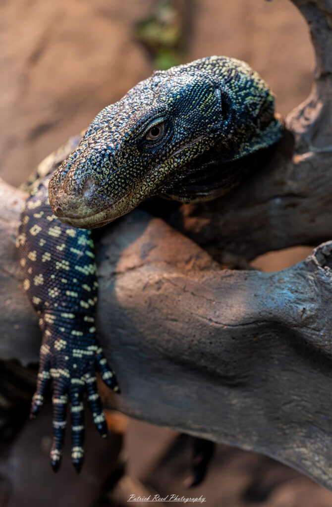 "A large lizard perched on a branch in a tree, its vibrant green and brown scales blending seamlessly with the leaves. The lizard's long tail hangs down, and its sharp claws grip the bark as it surveys its surroundings. Sunlight filters through the foliage, casting dappled shadows on the lizard, emphasizing its impressive size and camouflage in its natural habitat."