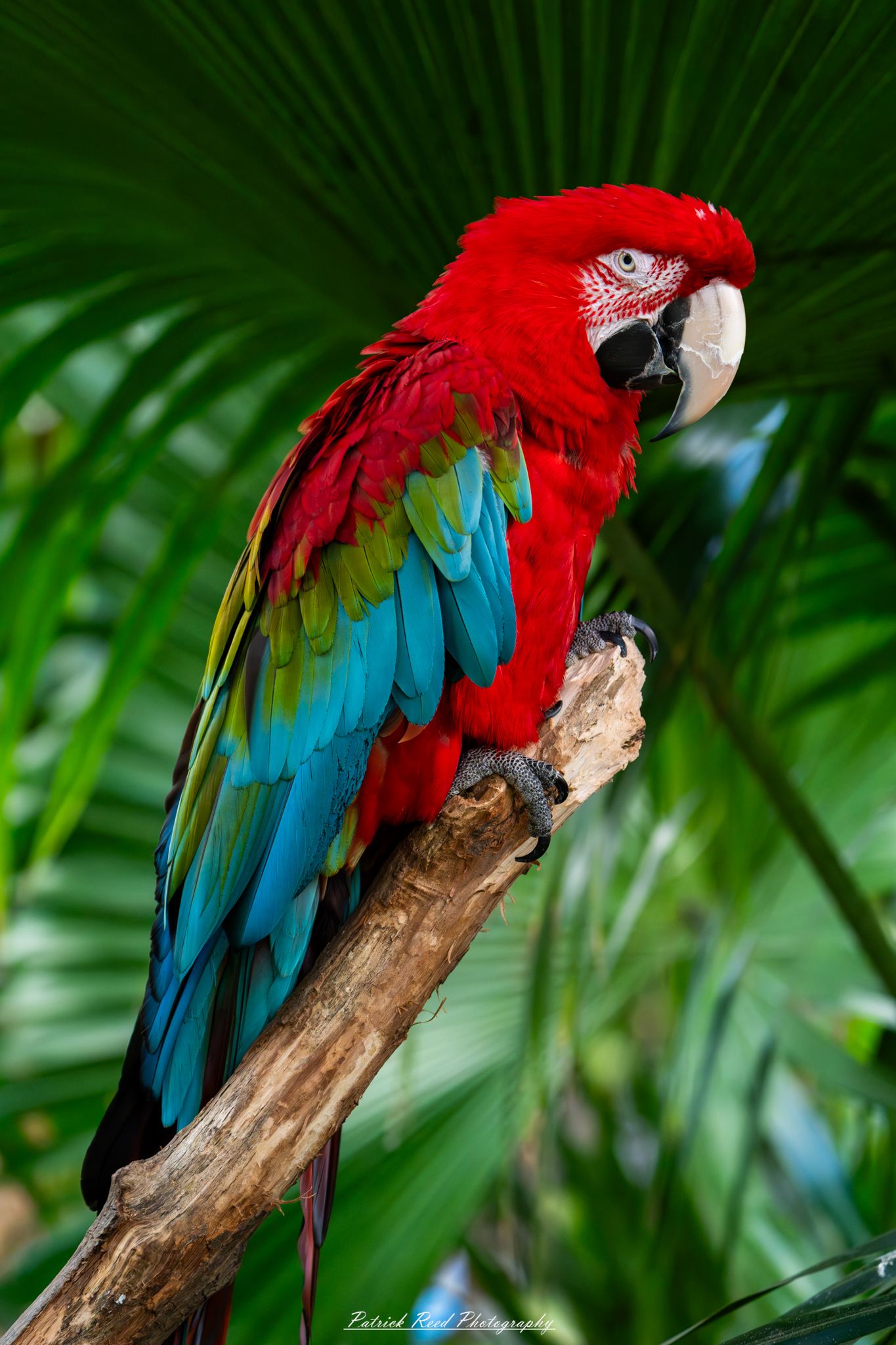 "A striking red macaw perched on a branch, its vivid scarlet feathers catching the light. The bird's intelligent eyes and curved beak are prominent as it surveys its surroundings. The branch is surrounded by lush green foliage, creating a vibrant contrast that highlights the macaw's brilliant color and the tropical setting."