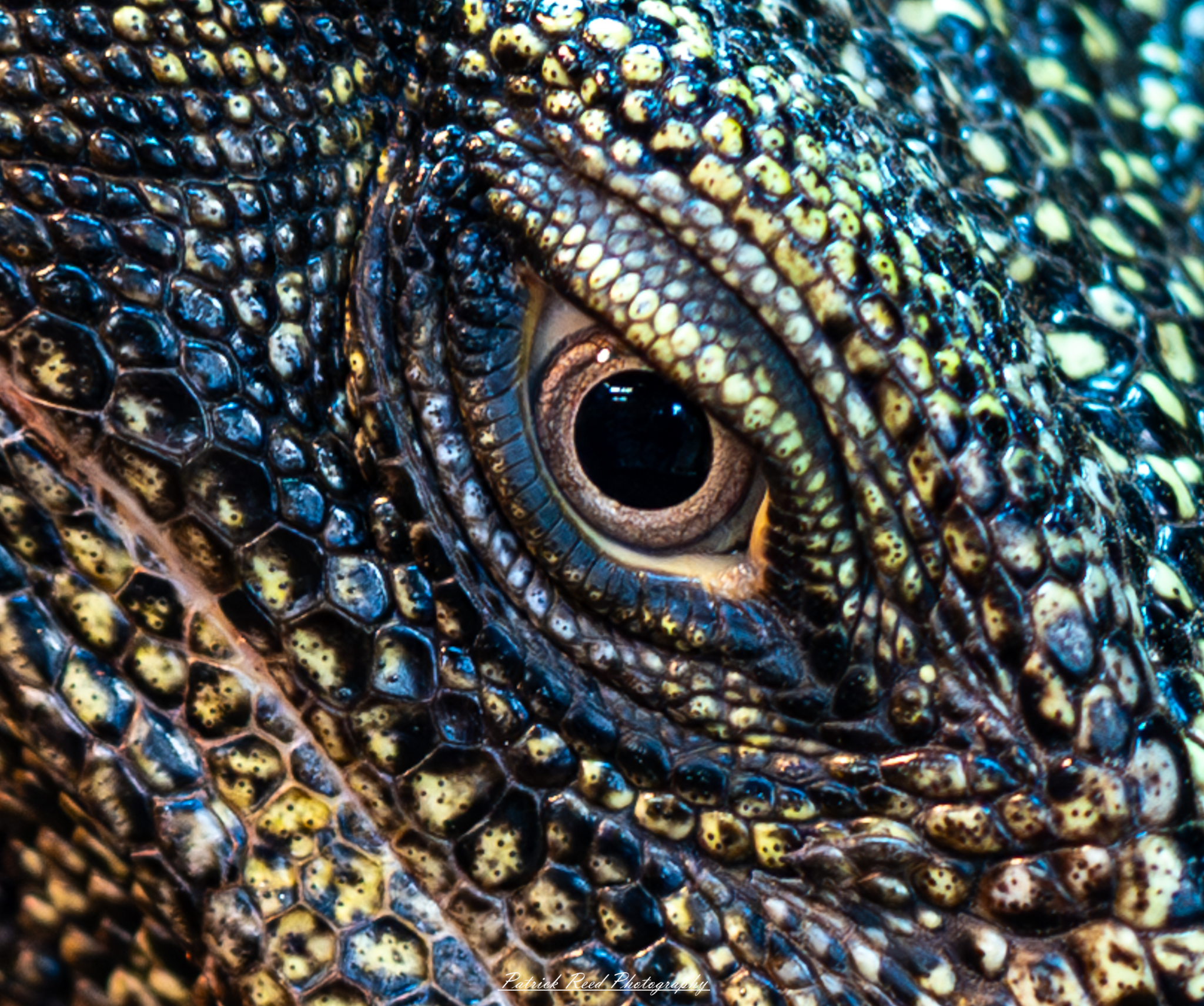 "A close-up of a reptile's eye, showcasing intricate details such as the textured scales surrounding it and the reflective surface of the eye itself. The vibrant colors of the iris, ranging from deep greens to bright yellows, catch the light beautifully, highlighting the reptile's keen vision. The background is softly blurred to emphasize the eye's captivating features, creating a striking image that draws the viewer's attention to the beauty and uniqueness of reptilian anatomy."