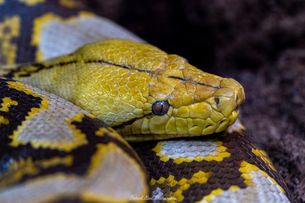 "A yellow and brown snake coiled gracefully on a branch, its smooth scales glistening in the light. The snake's patterns are intricate, with bands of yellow and brown creating a striking contrast. Its eyes are alert, and its forked tongue flickers out, sensing the environment. The branch and surrounding foliage provide a natural backdrop, highlighting the snake's vibrant coloration and stealthy presence."