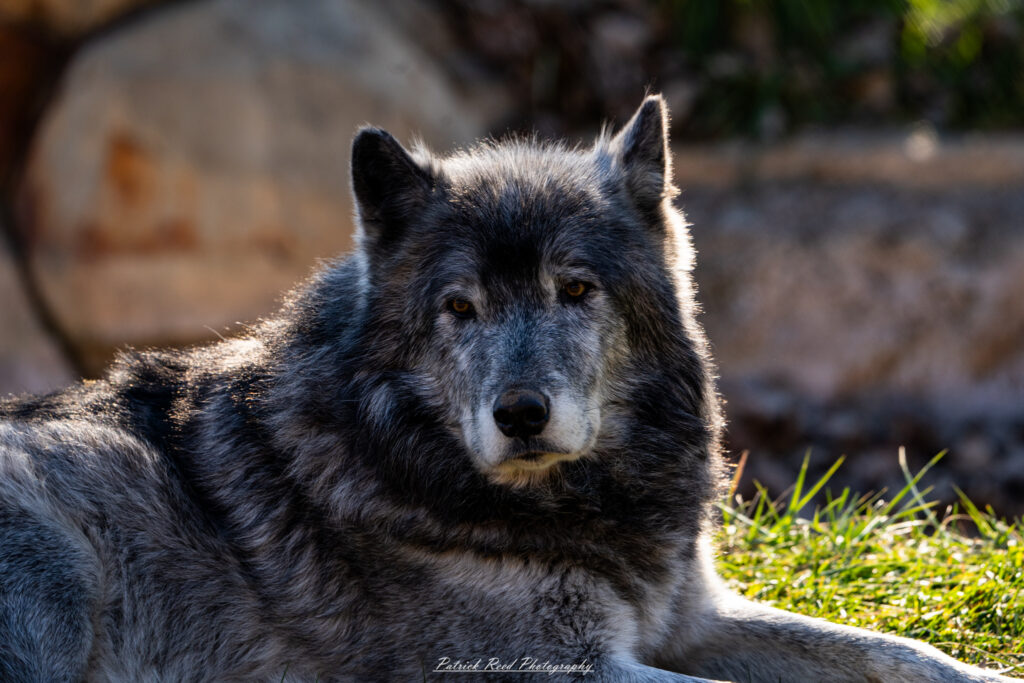 "A wolf lying peacefully in the grass, its fur blending with the natural surroundings. The wolf is relaxed, with its head resting on its paws, eyes half-closed in contentment. The soft, green grass around it creates a serene and tranquil atmosphere, highlighting the wolf's majestic presence in its natural habitat."