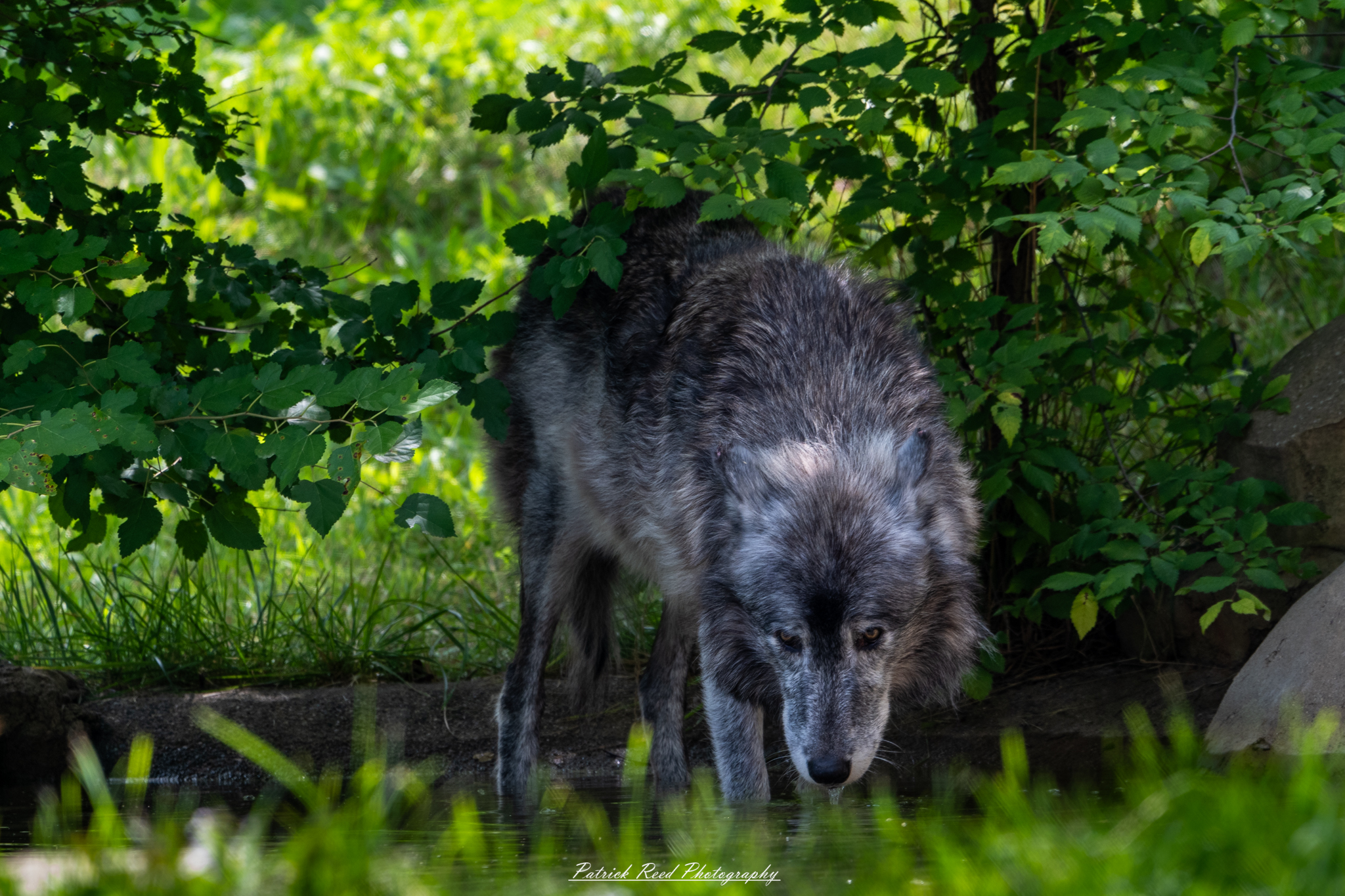 "A wolf crouched by a clear stream, drinking water. The wolf's fur is a mix of gray and white, glistening in the sunlight. Its eyes are focused on the water as it laps gently with its tongue. The surrounding environment features lush greenery and rocks, creating a serene and natural atmosphere that highlights the wolf's graceful movements."