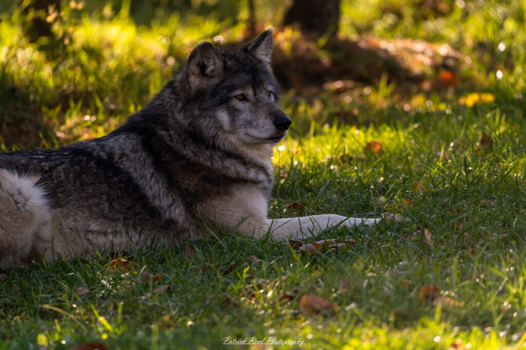 "A wolf lying peacefully in the grass, its fur blending with the natural surroundings. The wolf is relaxed, with its head resting on its paws, eyes half-closed in contentment. The soft, green grass around it creates a serene and tranquil atmosphere, highlighting the wolf's majestic presence in its natural habitat."