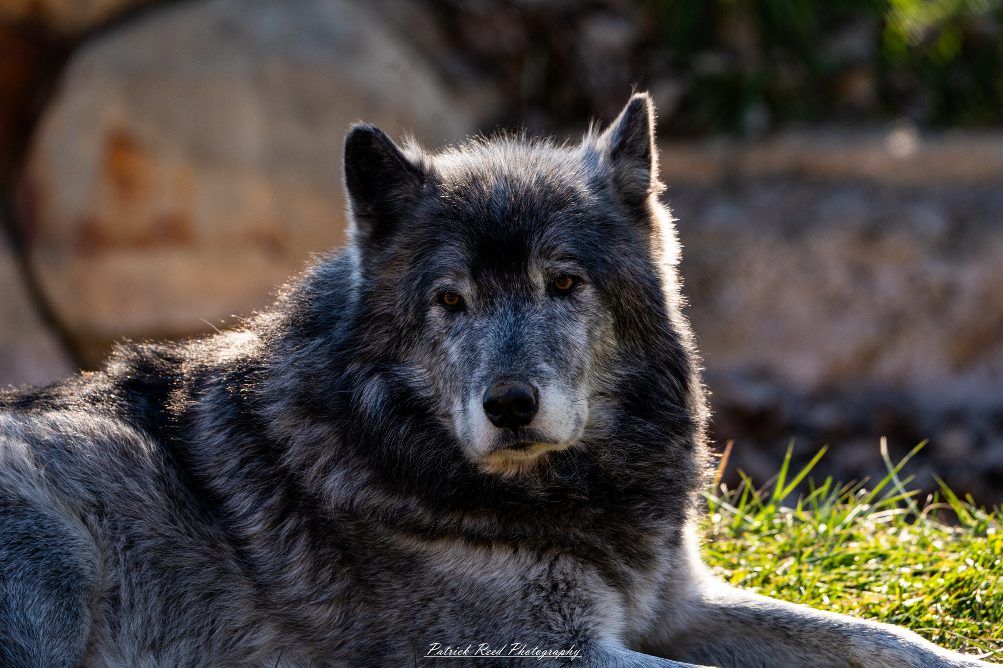 "A wolf lying peacefully in the grass, its fur blending with the natural surroundings. The wolf is relaxed, with its head resting on its paws, eyes half-closed in contentment. The soft, green grass around it creates a serene and tranquil atmosphere, highlighting the wolf's majestic presence in its natural habitat."