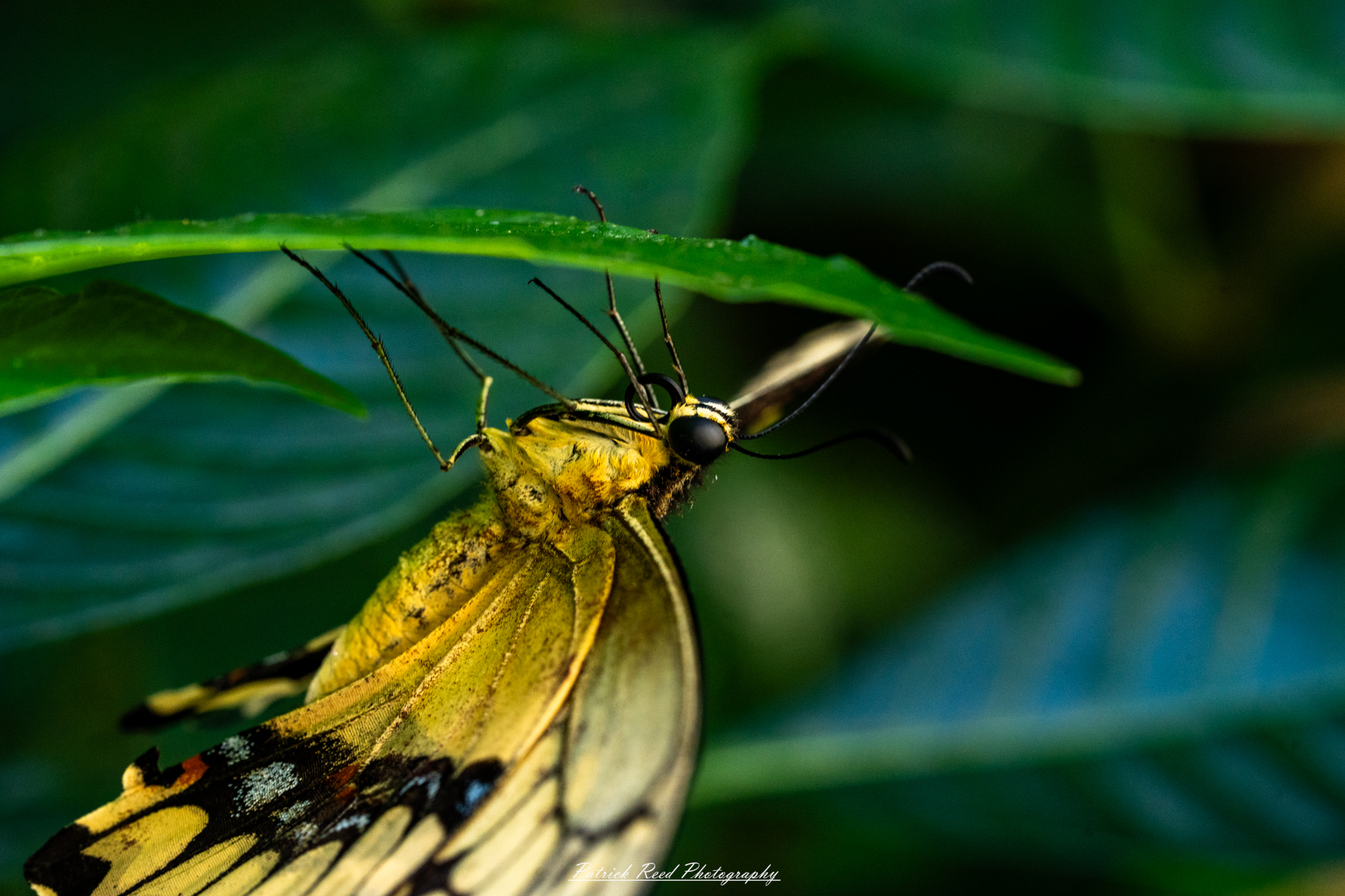 "A delicate yellow butterfly resting on a green leaf, its wings gently open to reveal intricate patterns and subtle variations in color. The leaf provides a vibrant backdrop, highlighting the butterfly's bright yellow hues against the lush greenery. Soft sunlight illuminates the scene, creating a serene atmosphere that captures the beauty of nature in a quiet moment."