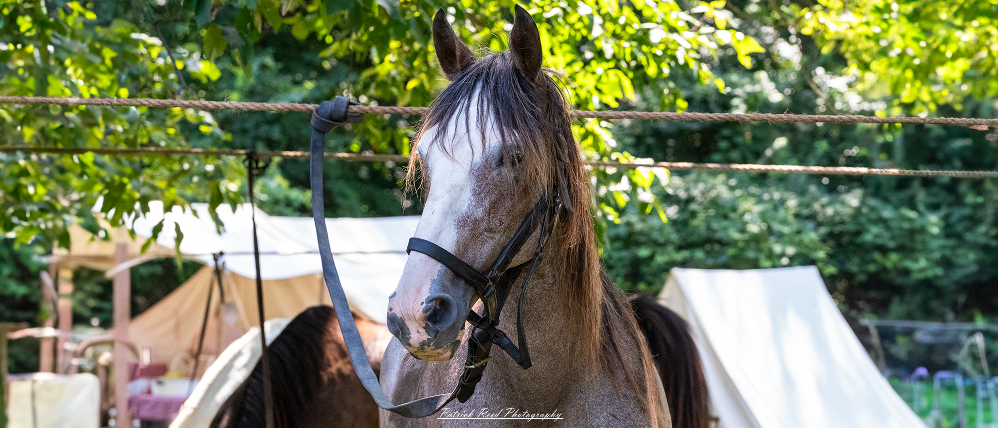 A horse standing peacefully in a grassy field, with a shiny coat and a calm demeanor. Its mane flows gently in the breeze, and the horse's eyes reflect a sense of intelligence and curiosity about its surroundings. The background features a scenic landscape, adding to the tranquility of the scene.