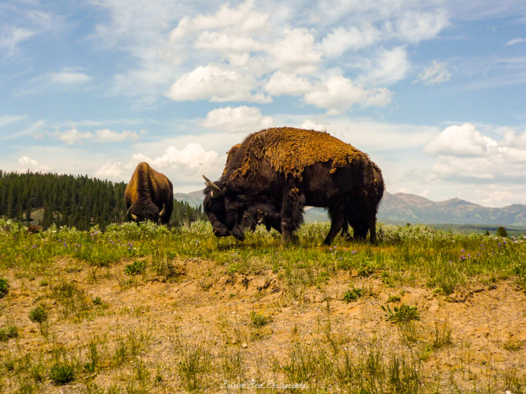 "Two bison grazing peacefully in a vast grassy landscape, surrounded by rolling hills and a clear blue sky. The majestic animals, with their thick fur coats and large frames, embody the spirit of the American West. The sun casts a warm glow on their backs, highlighting the textures of their fur and the gentle sway of the grass as a soft breeze passes through. This serene scene captures the beauty of wildlife in its natural habitat."