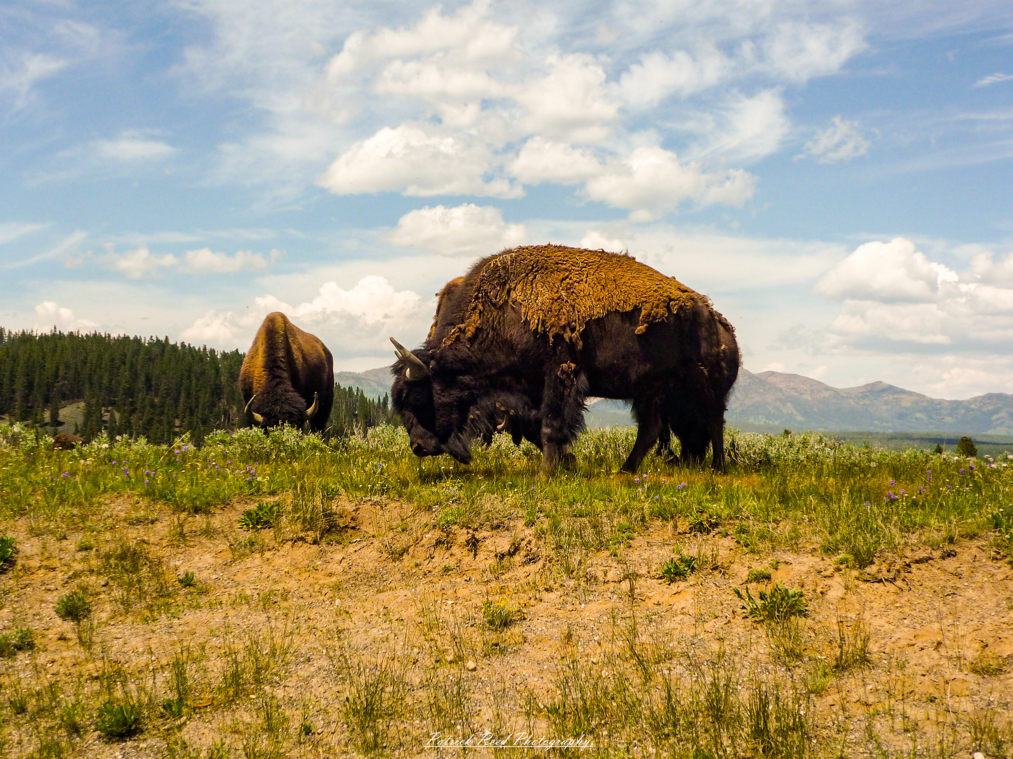 "Two bison grazing peacefully in a vast grassy landscape, surrounded by rolling hills and a clear blue sky. The majestic animals, with their thick fur coats and large frames, embody the spirit of the American West. The sun casts a warm glow on their backs, highlighting the textures of their fur and the gentle sway of the grass as a soft breeze passes through. This serene scene captures the beauty of wildlife in its natural habitat."