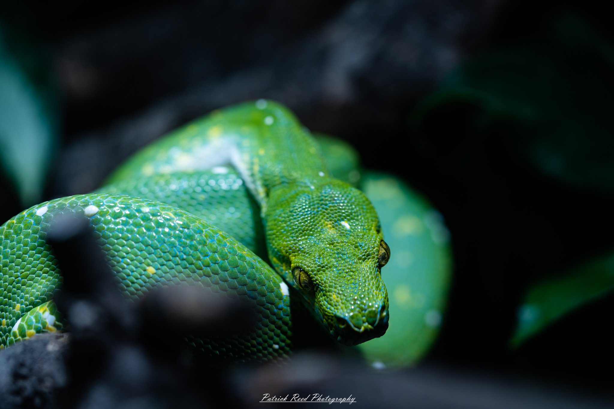 "A vibrant green tree snake coiled elegantly on a branch, displaying its sleek, slender body and distinctive scales that shimmer in the light. The snake's bright green coloration allows it to blend seamlessly with its lush, leafy surroundings. Its large, curious eyes observe the environment, while its forked tongue flicks in and out, sensing the air. The background is filled with foliage, emphasizing the snake's natural habitat in the trees."