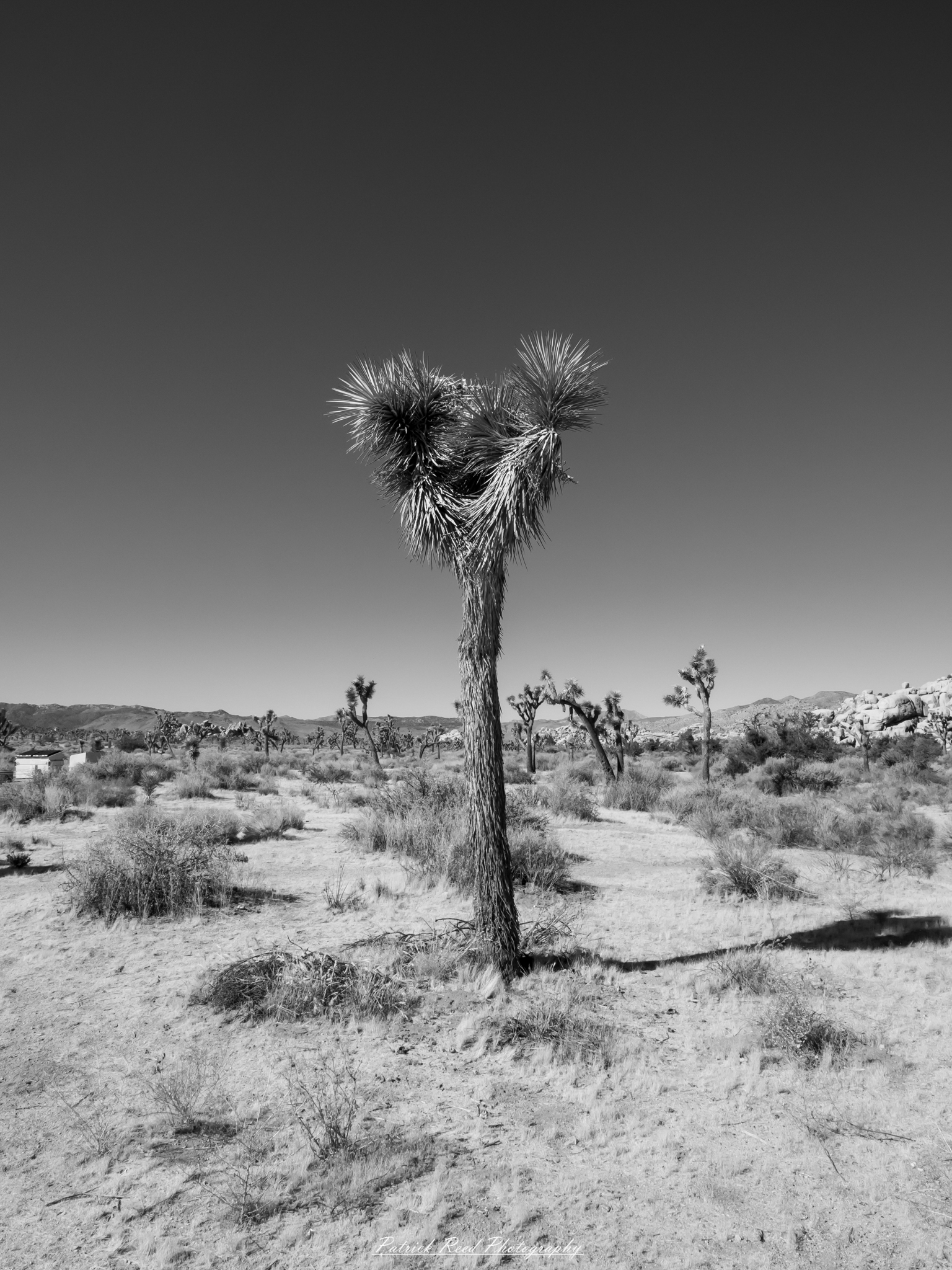"A striking black and white image of a solitary Joshua tree stands tall against the vast expanse of the desert landscape. The tree's unique, spiky silhouette is emphasized by the monochrome palette, highlighting its intricate details and textures. In the background, the barren desert stretches out endlessly, with distant mountains faintly visible under the dramatic sky. This composition evokes a sense of solitude and resilience, capturing the stark beauty of the desert environment and the iconic form of the Joshua tree."