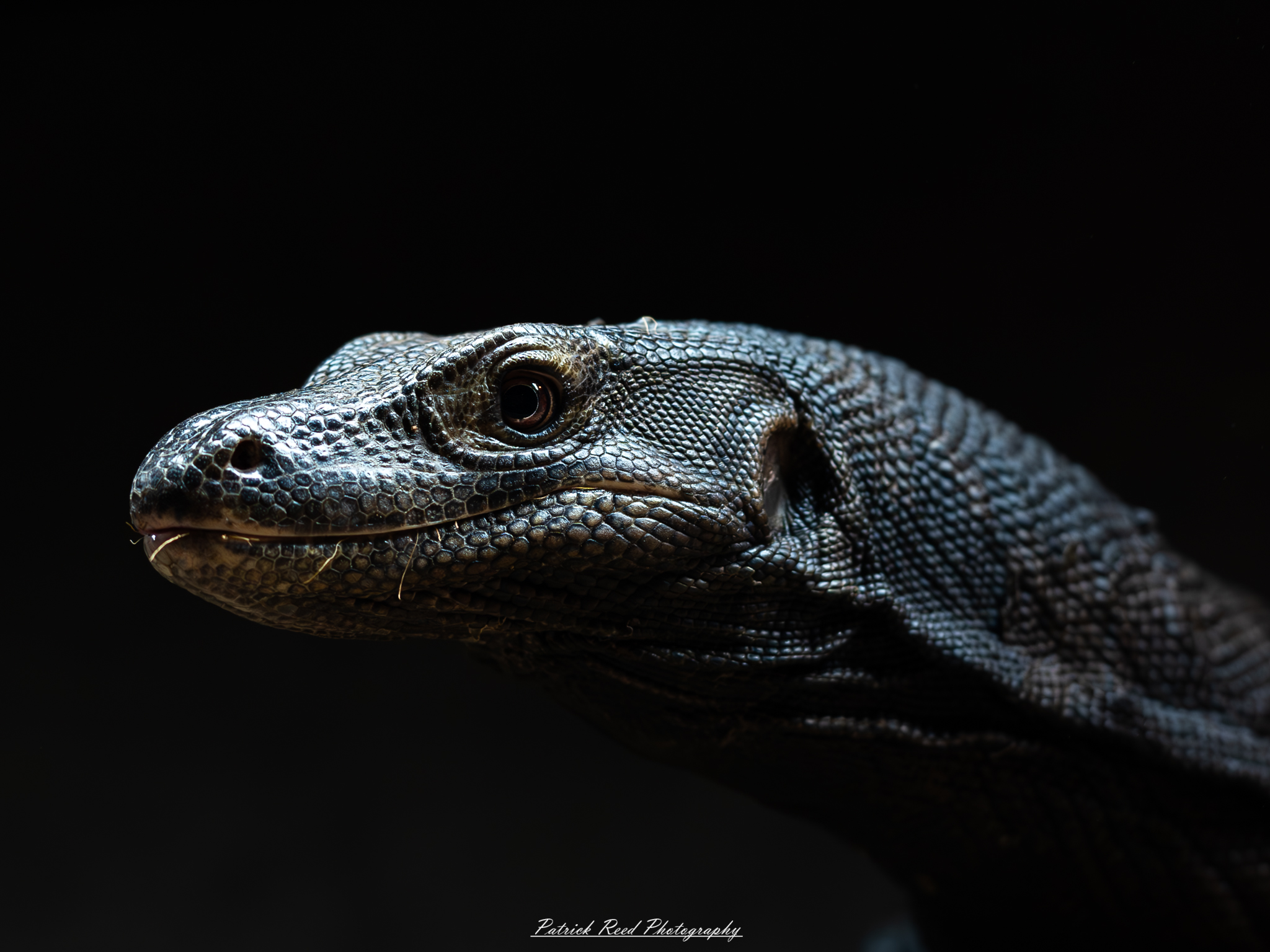 "A striking monitor lizard against a black background, highlighting its unique features and textures. The lizard's scales glisten, showcasing a variety of earthy tones and intricate patterns that contrast beautifully with the dark backdrop. Its long, muscular body is poised elegantly, while its alert eyes and flickering tongue add a sense of life and movement to the image. The simplicity of the black background emphasizes the lizard's form and details, creating a dramatic and captivating portrait."