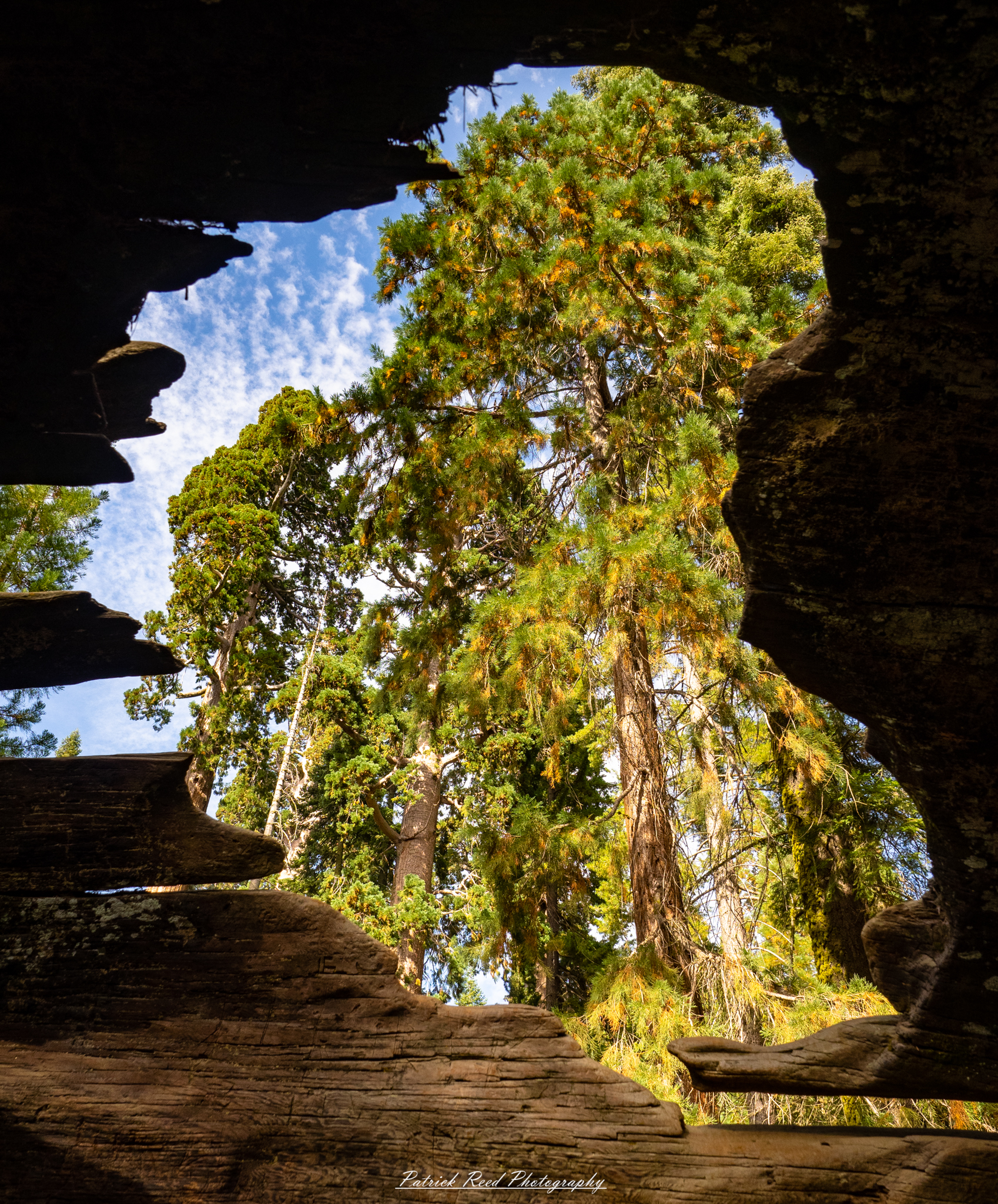 "Looking out from inside a hollowed-out sequoia tree, the viewer is surrounded by the massive, textured bark of the ancient tree. Sunlight filters through the top opening, creating a warm glow that highlights the interior's natural curves and shapes. The view reveals a glimpse of the lush forest beyond, with green foliage and towering trees framing the scene. This perspective captures the awe-inspiring scale of the sequoia and invites a sense of wonder and tranquility in nature."