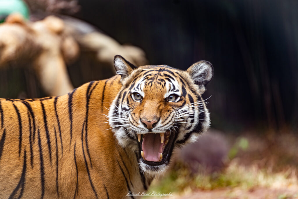 "A powerful image of a snarling tiger, showcasing its ferocious expression and formidable presence. The tiger's bared teeth and intense gaze capture its raw strength and dominance in the wild. Its striking orange and black stripes are vividly highlighted, emphasizing the sleek, muscular build of the animal. The background is blurred, drawing focus to the tiger's dramatic and captivating features, making this a compelling portrayal of one of nature's most majestic predators."