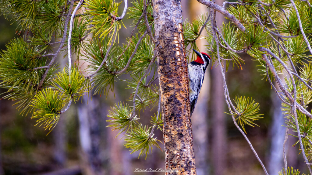 "A vibrant red-headed woodpecker perches gracefully on a tree, showcasing its striking plumage against the textured bark. The bird's bright red head contrasts beautifully with its black and white wings and back, creating a captivating visual. Its sharp beak is poised, ready to peck at the tree for insects, while the surrounding greenery adds a lush backdrop. This scene captures the essence of nature, highlighting the beauty and diversity of avian life in a serene woodland setting."