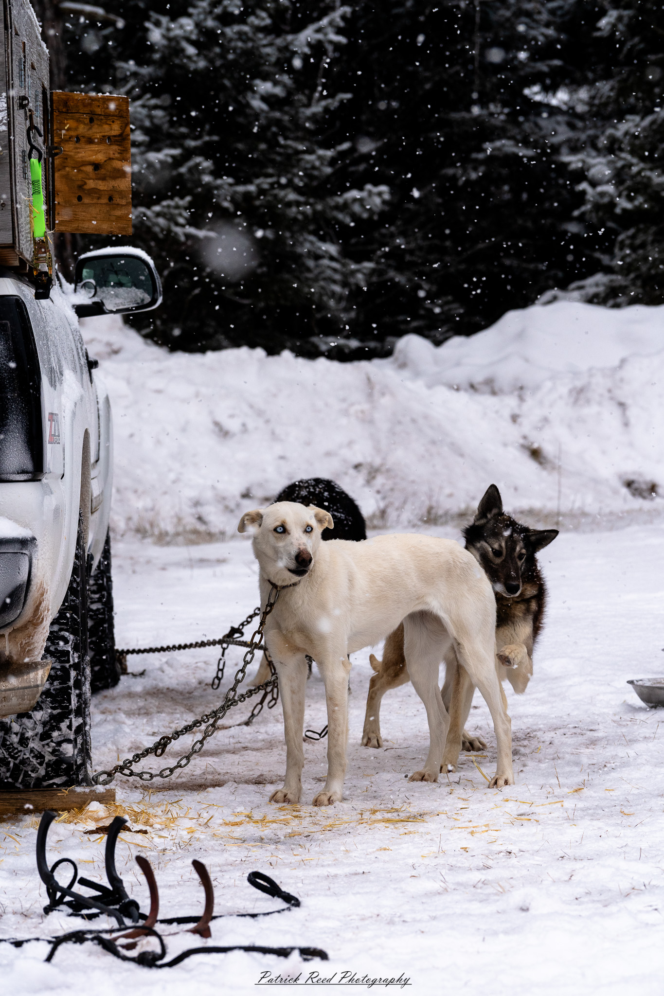 A team of sled dogs pulls a sled through a snowy landscape, their paws kicking up powder as they move in sync. The musher, bundled in heavy winter clothing, stands at the back, gripping the sled’s handle while guiding the team. Frost clings to the dogs' fur as their breath rises in the cold air. Snow-covered trees and distant mountains frame the scene, with a soft, diffused light casting a tranquil yet rugged atmosphere. The crisp winter setting highlights the endurance and teamwork of the dogs and their musher.