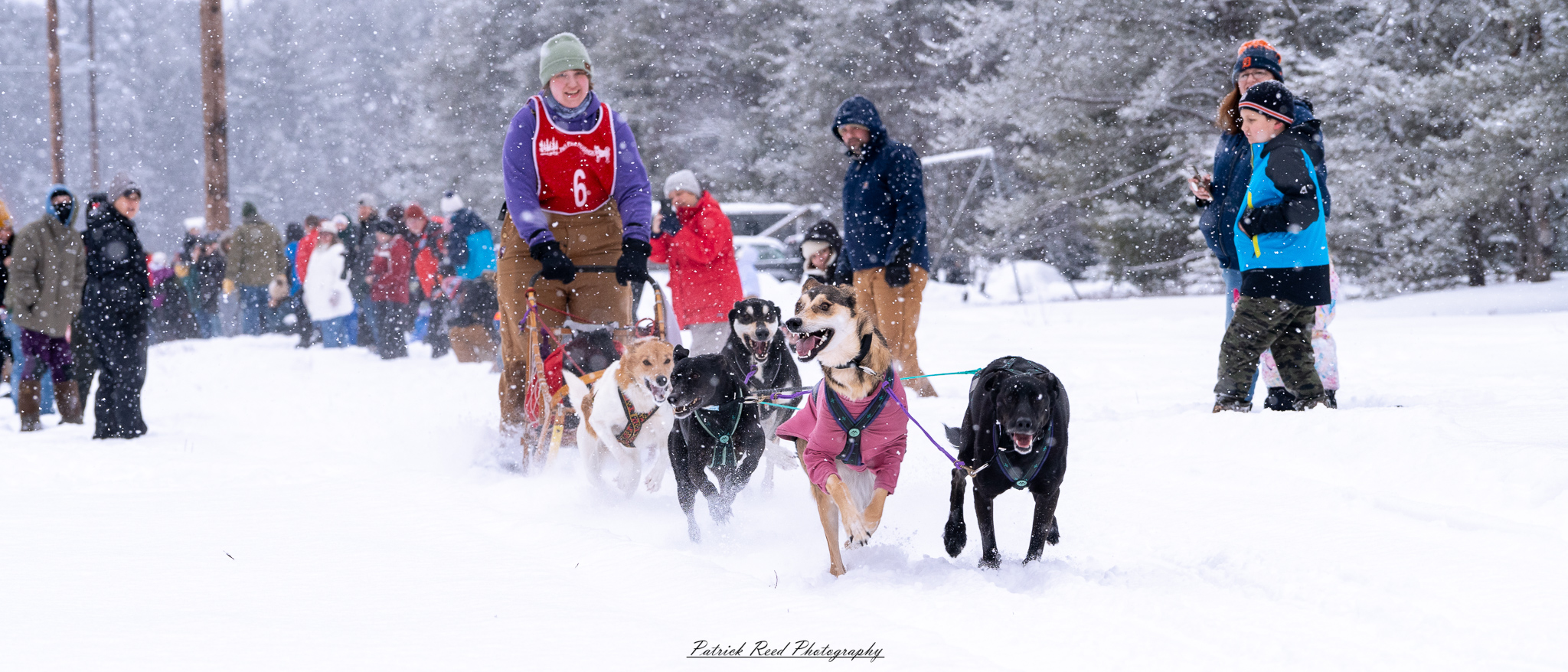 A team of sled dogs races through a snowy wilderness, pulling a sled across the frozen terrain. Their powerful legs kick up fresh snow as their breath forms mist in the crisp winter air. The musher, wrapped in heavy cold-weather gear, balances at the back of the sled, steering the team through the icy landscape. Snow-covered trees and distant mountains stretch across the horizon, creating a serene yet adventurous atmosphere. The muted winter light and swirling snowflakes add to the sense of movement and endurance in the harsh but beautiful environment.