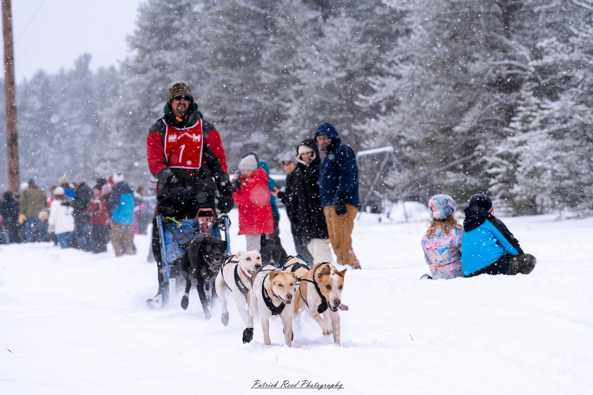 A team of sled dogs races through a snowy wilderness, pulling a sled across the frozen terrain. Their powerful legs kick up fresh snow as their breath forms mist in the crisp winter air. The musher, wrapped in heavy cold-weather gear, balances at the back of the sled, steering the team through the icy landscape. Snow-covered trees and distant mountains stretch across the horizon, creating a serene yet adventurous atmosphere. The muted winter light and swirling snowflakes add to the sense of movement and endurance in the harsh but beautiful environment.