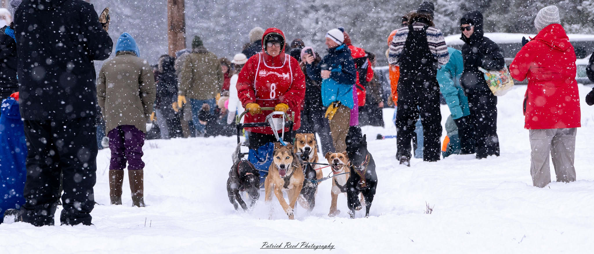 A team of sled dogs races through a snowy wilderness, pulling a sled across the frozen terrain. Their powerful legs kick up fresh snow as their breath forms mist in the crisp winter air. The musher, wrapped in heavy cold-weather gear, balances at the back of the sled, steering the team through the icy landscape. Snow-covered trees and distant mountains stretch across the horizon, creating a serene yet adventurous atmosphere. The muted winter light and swirling snowflakes add to the sense of movement and endurance in the harsh but beautiful environment.