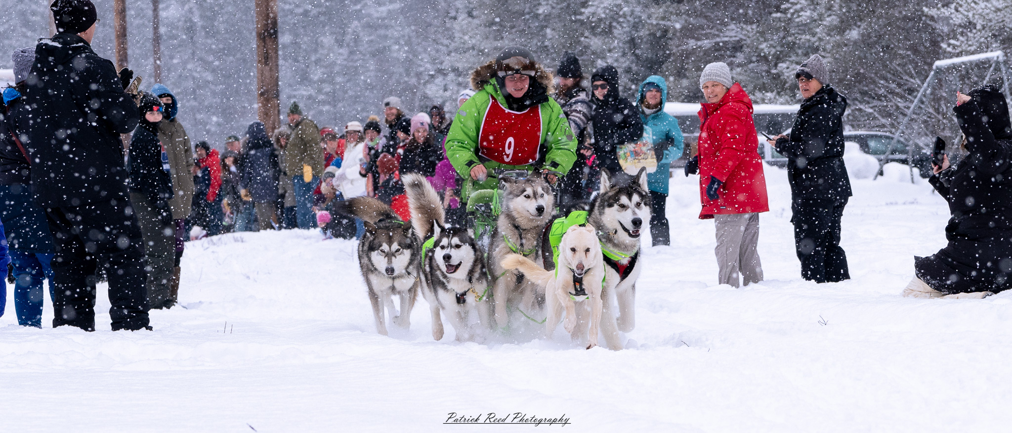 A team of sled dogs races through a snowy wilderness, pulling a sled across the frozen terrain. Their powerful legs kick up fresh snow as their breath forms mist in the crisp winter air. The musher, wrapped in heavy cold-weather gear, balances at the back of the sled, steering the team through the icy landscape. Snow-covered trees and distant mountains stretch across the horizon, creating a serene yet adventurous atmosphere. The muted winter light and swirling snowflakes add to the sense of movement and endurance in the harsh but beautiful environment.
