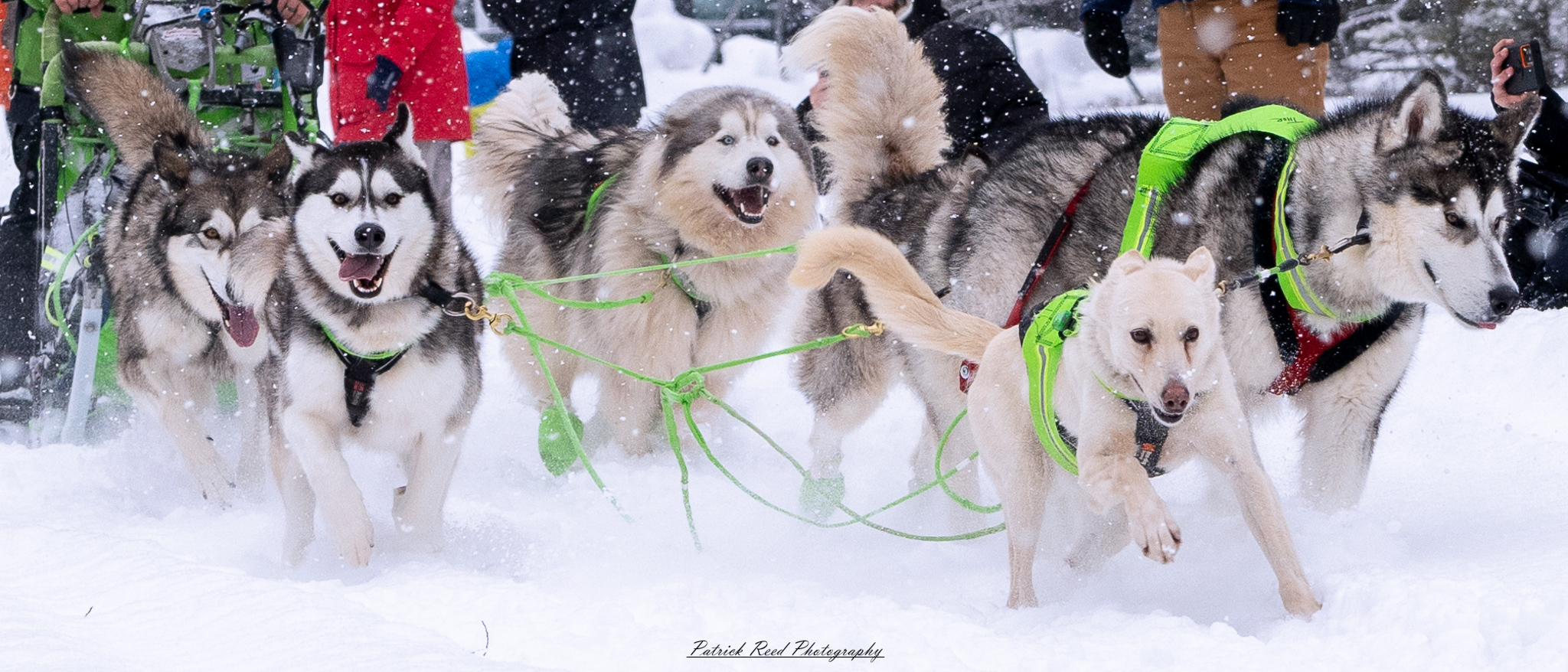 A team of sled dogs pulls a sled through a vast, snow-covered landscape under a crisp winter sky. The dogs, harnessed in a line, move in unison, their fur dusted with snow and their breath visible in the cold air. The musher, bundled in heavy winter gear, stands at the back, gripping the sled’s handle as they navigate the frozen terrain. Snow-laden trees and distant mountains frame the scene, while the soft light of the overcast sky adds to the serene yet rugged atmosphere of the Arctic wilderness.