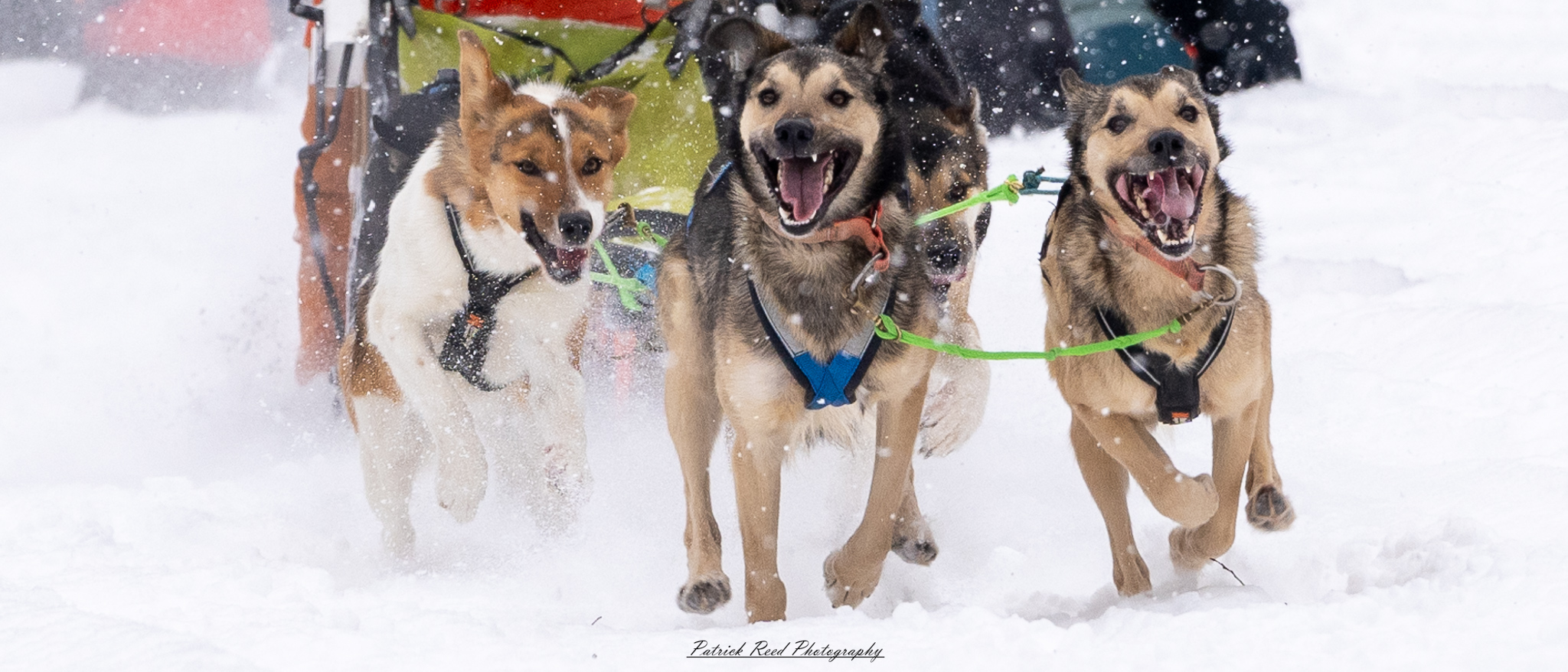 A team of sled dogs pulls a sled through a vast, snow-covered landscape under a crisp winter sky. The dogs, harnessed in a line, move in unison, their fur dusted with snow and their breath visible in the cold air. The musher, bundled in heavy winter gear, stands at the back, gripping the sled’s handle as they navigate the frozen terrain. Snow-laden trees and distant mountains frame the scene, while the soft light of the overcast sky adds to the serene yet rugged atmosphere of the Arctic wilderness.