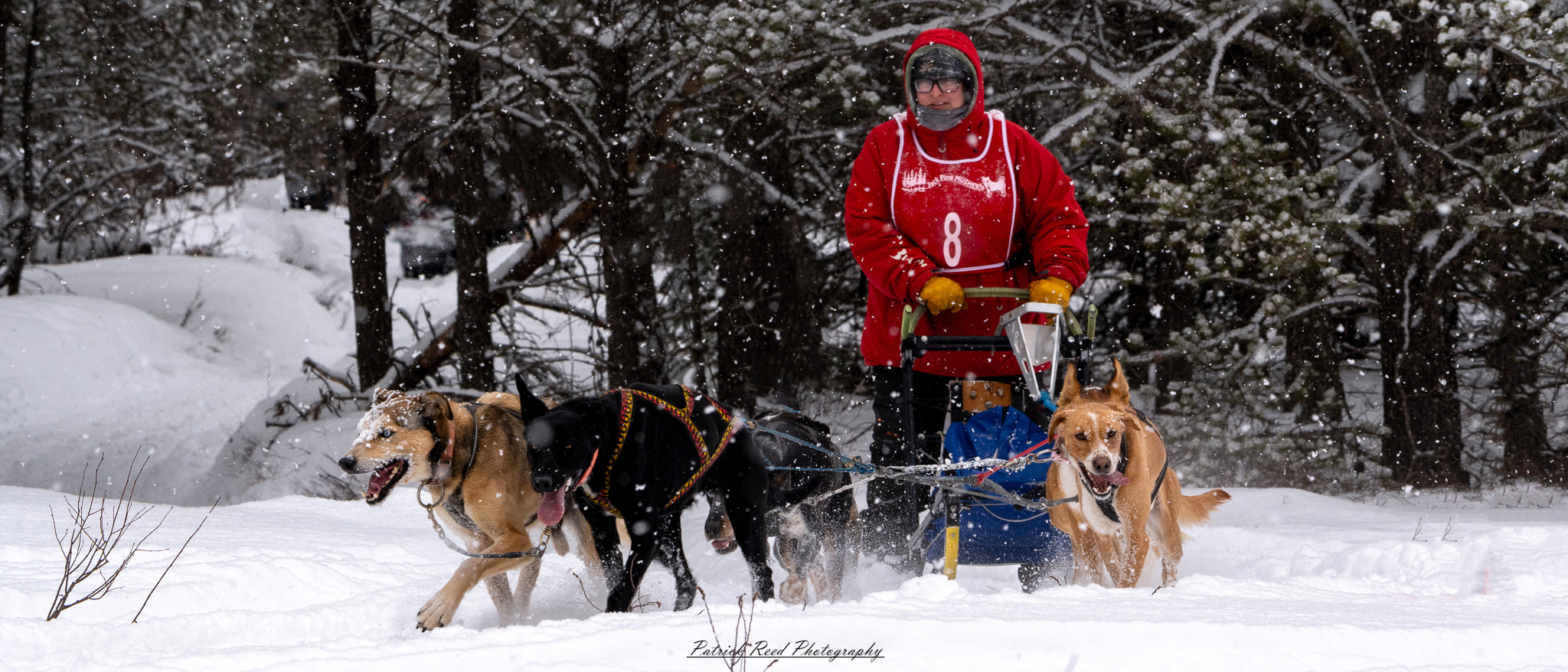 A winter scene featuring a team of sled dogs pulling a sled through a snow-covered landscape. The dogs, harnessed together, move energetically across the icy terrain, their breath visible in the cold air. The musher, bundled in warm clothing, stands at the back of the sled, guiding the team through the snow. Snow-covered trees and distant mountains create a serene yet rugged backdrop. The overcast sky and soft light enhance the cold, wintry atmosphere, capturing the spirit of adventure and endurance in the frozen wilderness.
