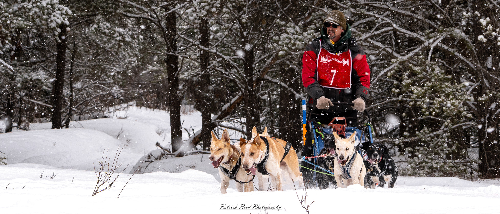 A winter scene featuring a team of sled dogs pulling a sled through a snow-covered landscape. The dogs, harnessed together, move energetically across the icy terrain, their breath visible in the cold air. The musher, bundled in warm clothing, stands at the back of the sled, guiding the team through the snow. Snow-covered trees and distant mountains create a serene yet rugged backdrop. The overcast sky and soft light enhance the cold, wintry atmosphere, capturing the spirit of adventure and endurance in the frozen wilderness.