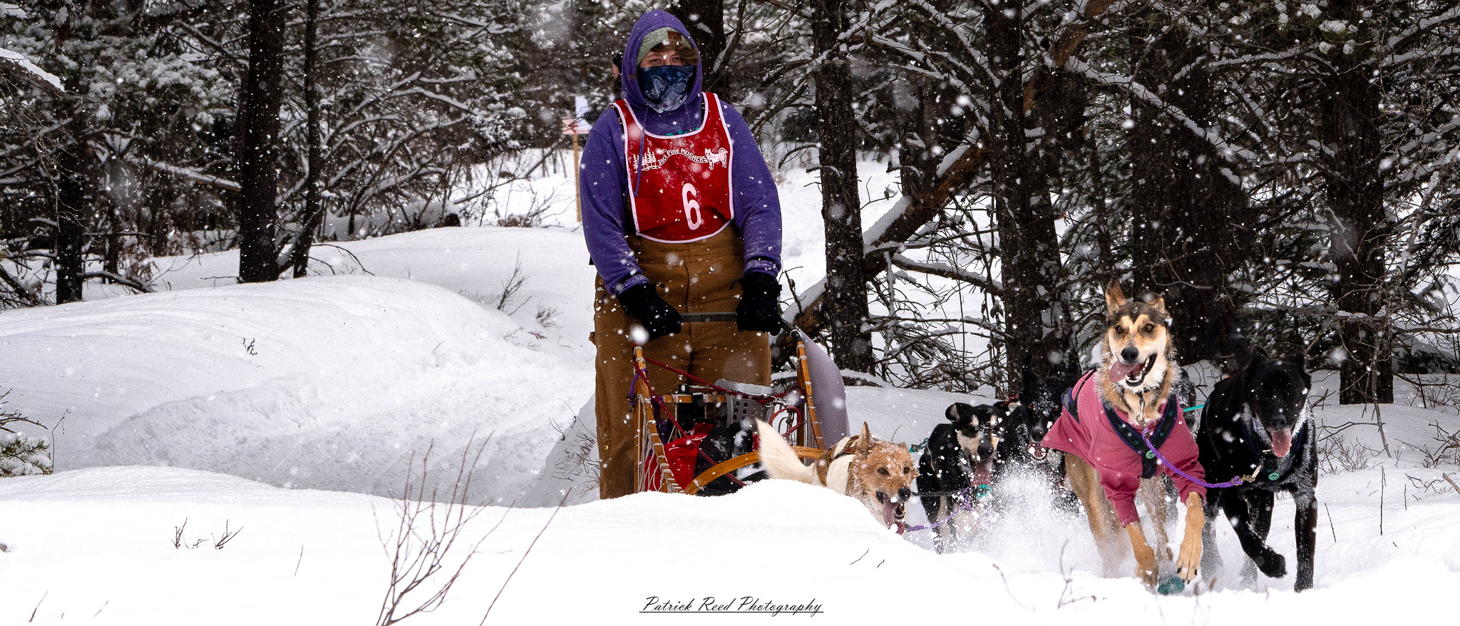 A winter scene featuring a team of sled dogs pulling a sled through a snow-covered landscape. The dogs, harnessed together, move energetically across the icy terrain, their breath visible in the cold air. The musher, bundled in warm clothing, stands at the back of the sled, guiding the team through the snow. Snow-covered trees and distant mountains create a serene yet rugged backdrop. The overcast sky and soft light enhance the cold, wintry atmosphere, capturing the spirit of adventure and endurance in the frozen wilderness.