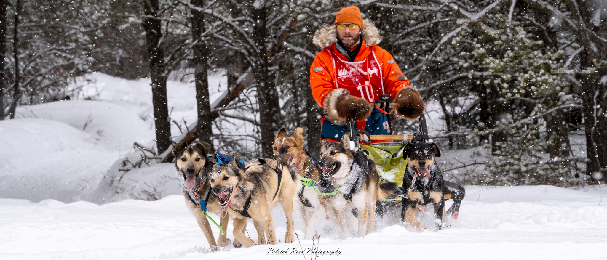 A winter scene featuring a team of sled dogs pulling a sled through a snow-covered landscape. The dogs, harnessed together, move energetically across the icy terrain, their breath visible in the cold air. The musher, bundled in warm clothing, stands at the back of the sled, guiding the team through the snow. Snow-covered trees and distant mountains create a serene yet rugged backdrop. The overcast sky and soft light enhance the cold, wintry atmosphere, capturing the spirit of adventure and endurance in the frozen wilderness.