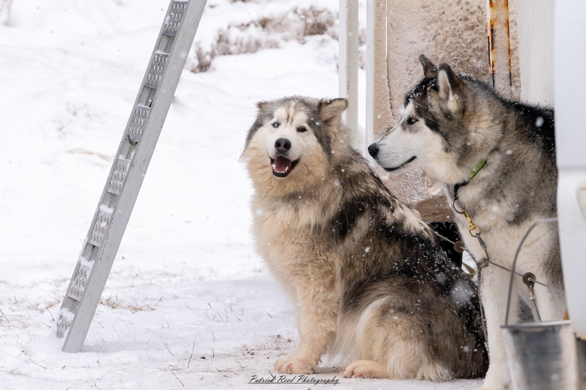 A team of sled dogs charges through a snow-covered landscape, their harnesses taut as they pull the sled forward. The musher, bundled in thick winter gear, stands at the back, steering through the icy terrain. Their breath mingles with the cold air, and snowflakes swirl around them. Towering, frost-covered trees line the trail, with distant mountains barely visible through the wintry haze. The muted winter light casts long shadows, adding to the sense of adventure and resilience in this frozen wilderness.
