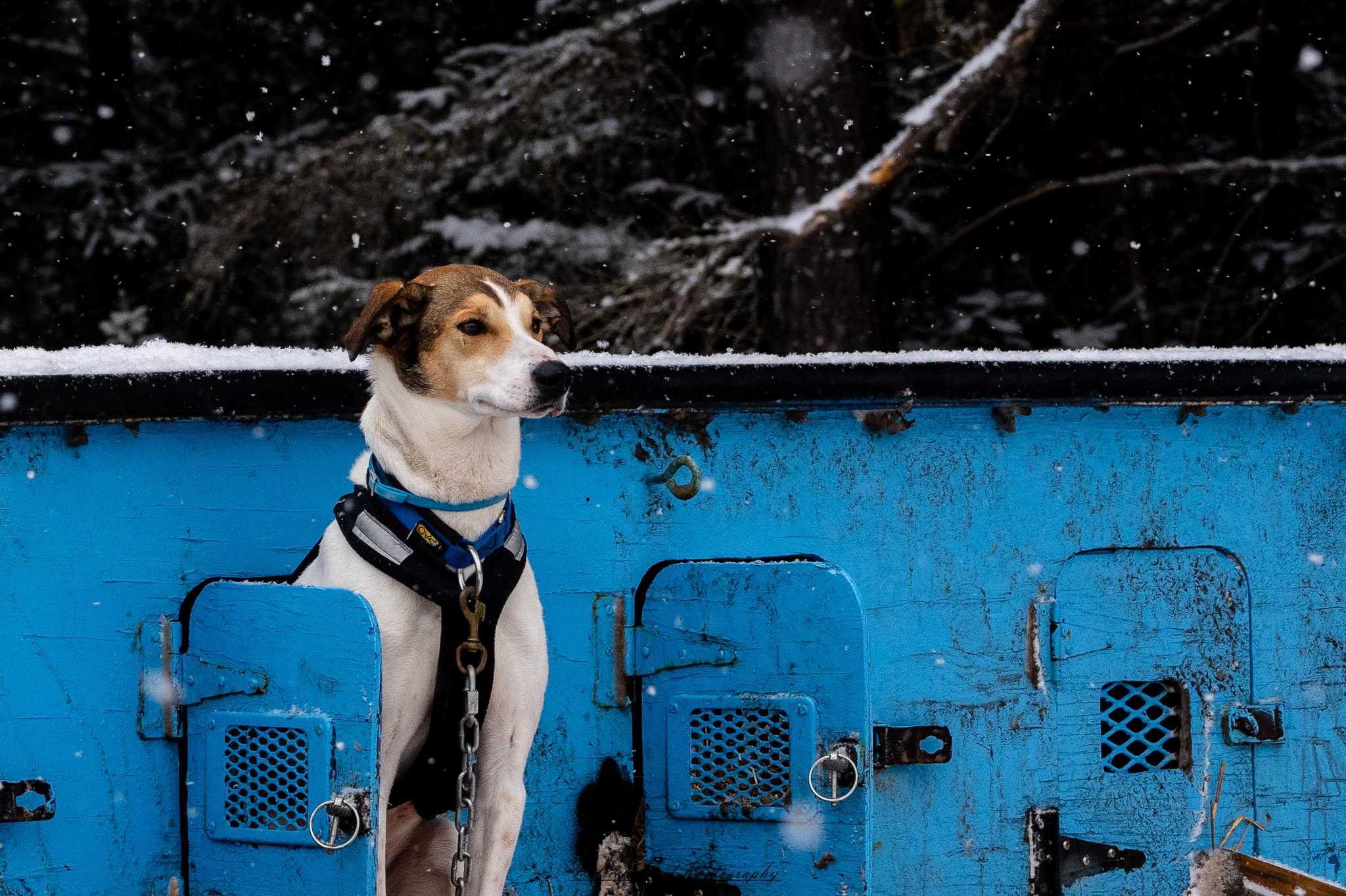 A team of sled dogs pulls a sled through a snowy landscape, their paws kicking up powder as they move in sync. The musher, bundled in heavy winter clothing, stands at the back, gripping the sled’s handle while guiding the team. Frost clings to the dogs' fur as their breath rises in the cold air. Snow-covered trees and distant mountains frame the scene, with a soft, diffused light casting a tranquil yet rugged atmosphere. The crisp winter setting highlights the endurance and teamwork of the dogs and their musher.