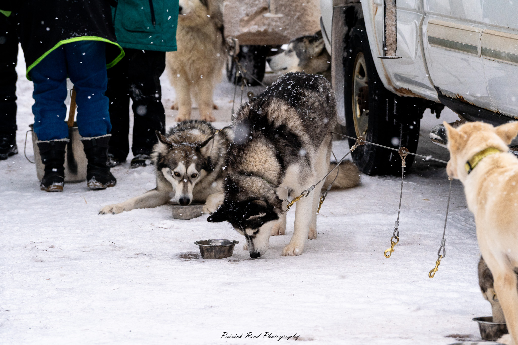 A team of sled dogs pulls a sled through a snowy landscape, their paws kicking up powder as they move in sync. The musher, bundled in heavy winter clothing, stands at the back, gripping the sled’s handle while guiding the team. Frost clings to the dogs' fur as their breath rises in the cold air. Snow-covered trees and distant mountains frame the scene, with a soft, diffused light casting a tranquil yet rugged atmosphere. The crisp winter setting highlights the endurance and teamwork of the dogs and their musher.