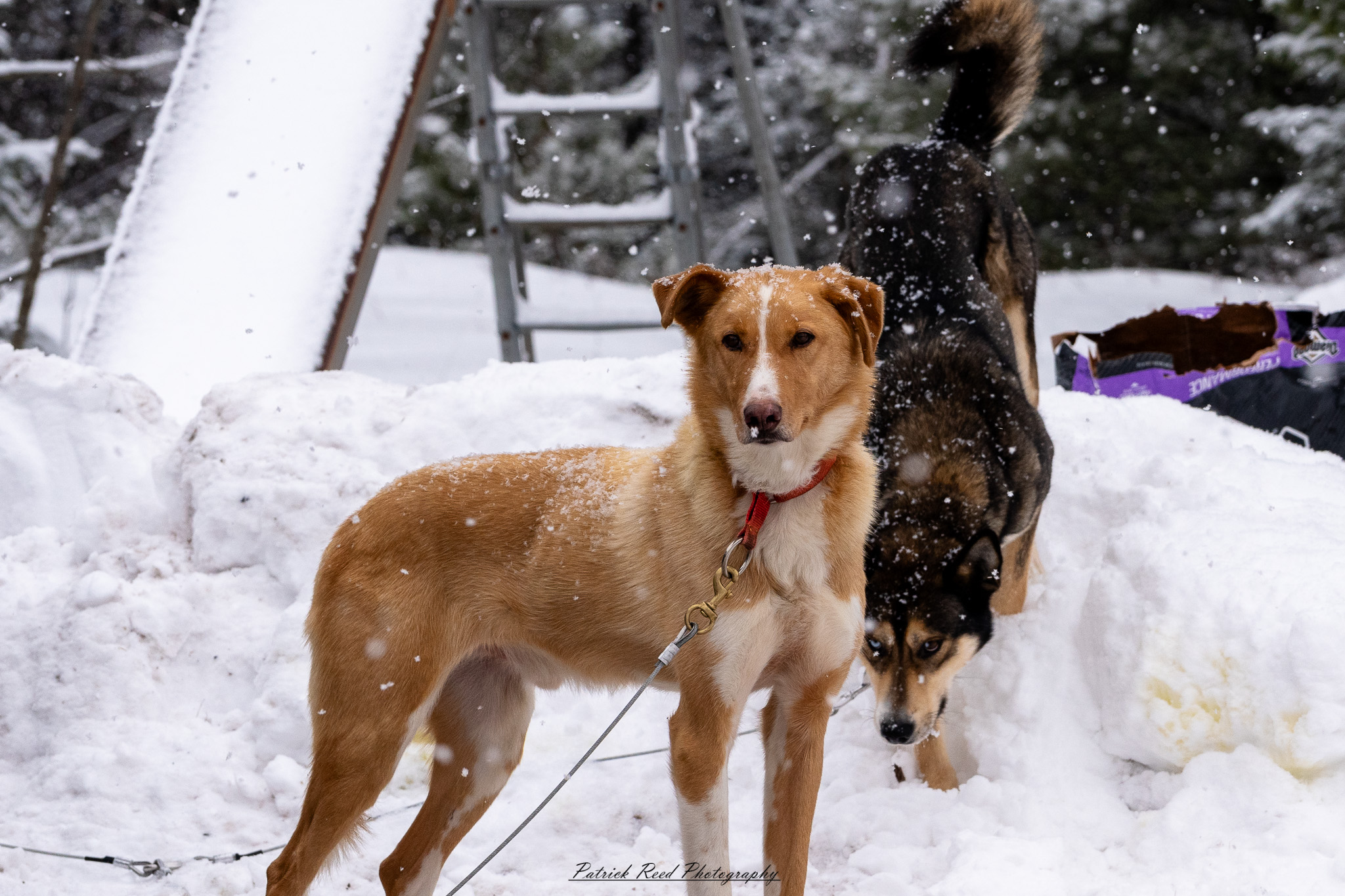 A team of sled dogs pulls a sled through a snowy landscape, their paws kicking up powder as they move in sync. The musher, bundled in heavy winter clothing, stands at the back, gripping the sled’s handle while guiding the team. Frost clings to the dogs' fur as their breath rises in the cold air. Snow-covered trees and distant mountains frame the scene, with a soft, diffused light casting a tranquil yet rugged atmosphere. The crisp winter setting highlights the endurance and teamwork of the dogs and their musher.