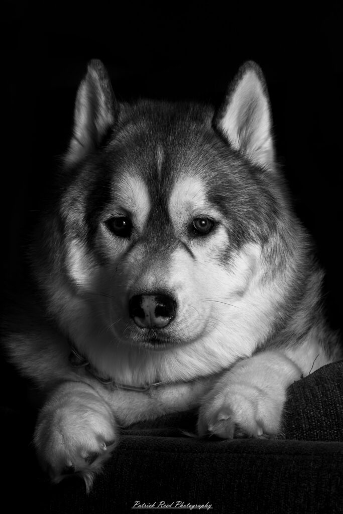 A black and white photograph of a husky resting on a couch. The dog's thick fur contrasts with the soft cushions, and its piercing eyes gaze off thoughtfully. The monochrome tones highlight the texture of its coat and the cozy setting.