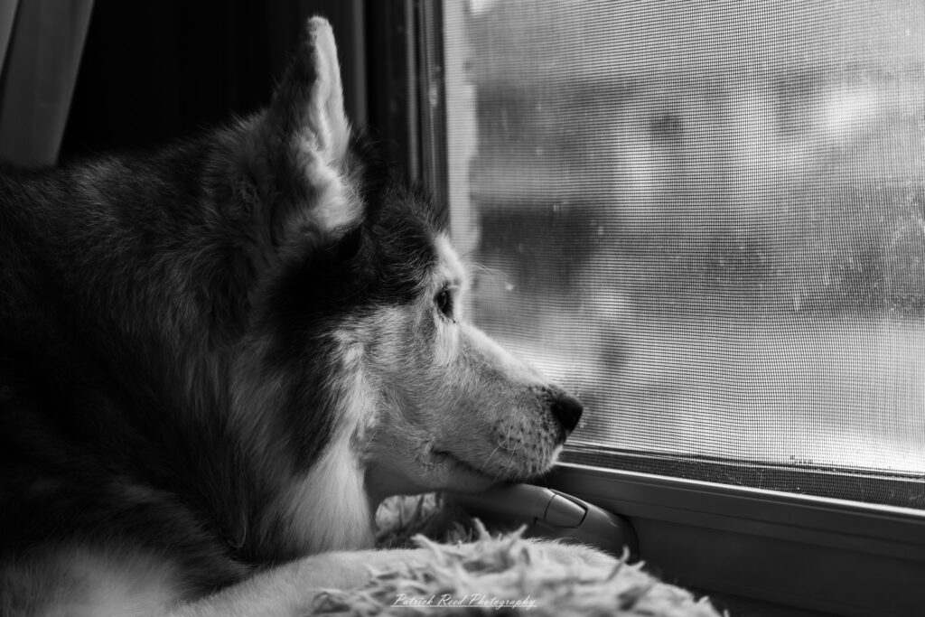 A black and white photograph of a husky resting on a couch. The dog's thick fur contrasts with the soft cushions, and its piercing eyes gaze off thoughtfully. The monochrome tones highlight the texture of its coat and the cozy setting.