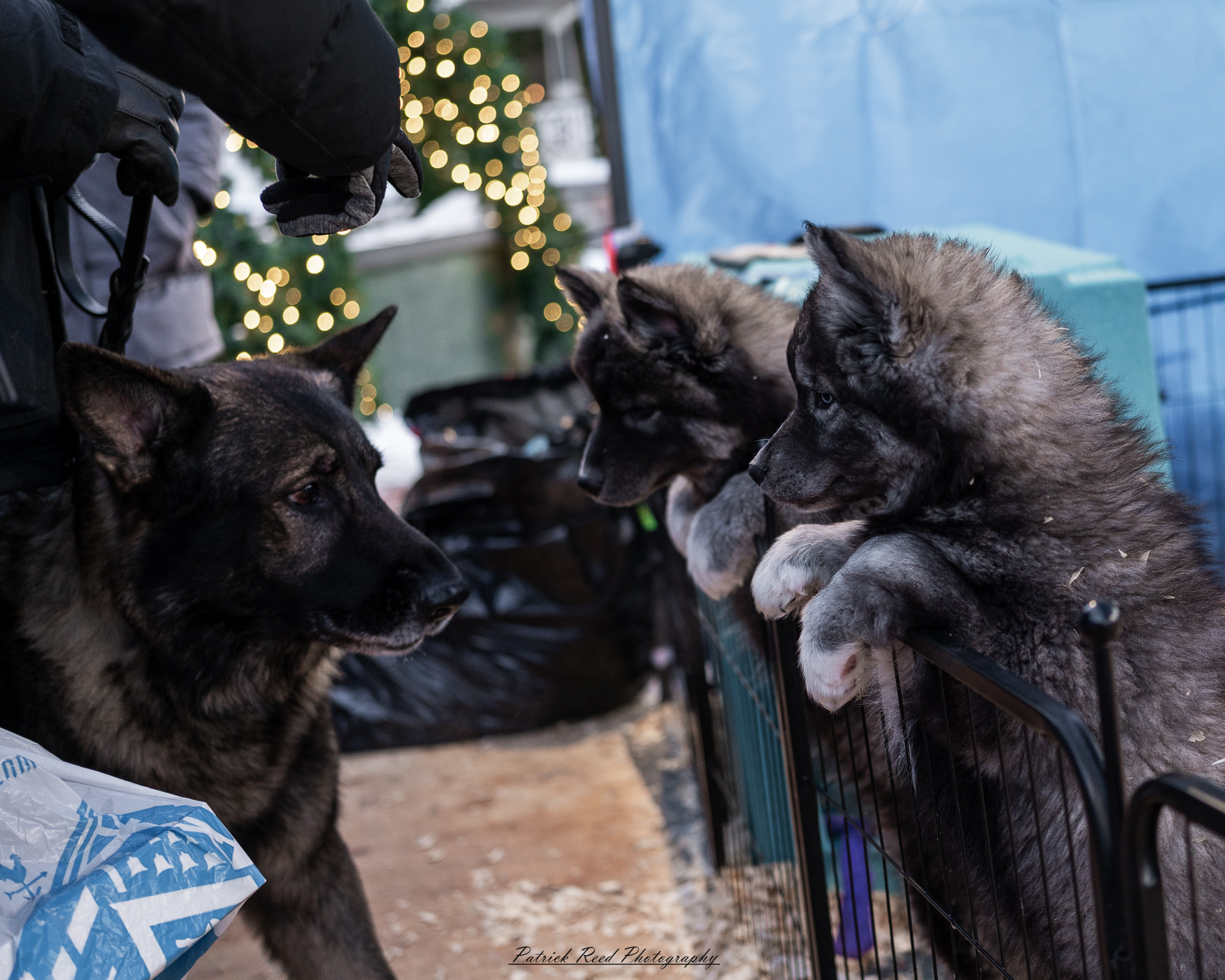 Winter festival photography from Snowfest in Frankenmuth, Michigan, captured on January 31, 2026, featuring ice sculptures, snow carvings, and cold-weather festivities.