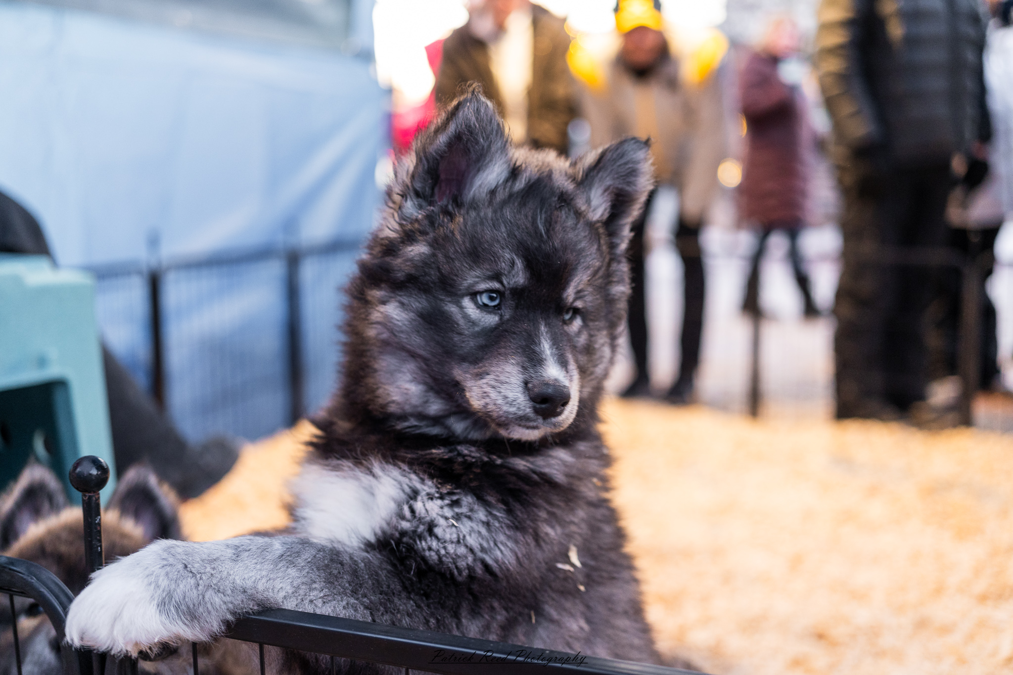 Winter festival photography from Snowfest in Frankenmuth, Michigan, captured on January 31, 2026, featuring ice sculptures, snow carvings, and cold-weather festivities.