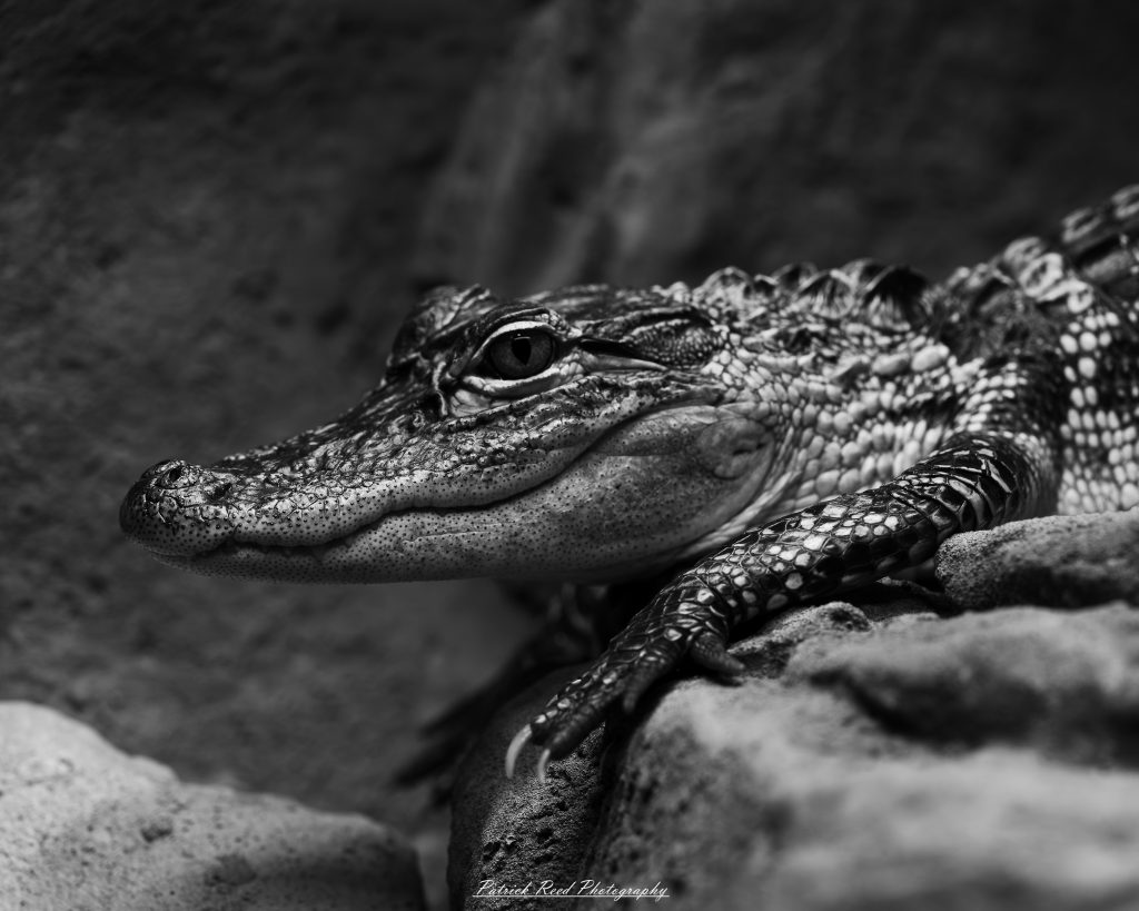 Reptile museum photography featuring snakes, lizards, turtles, crocodilians, and exotic reptiles photographed in educational exhibits and conservation displays.