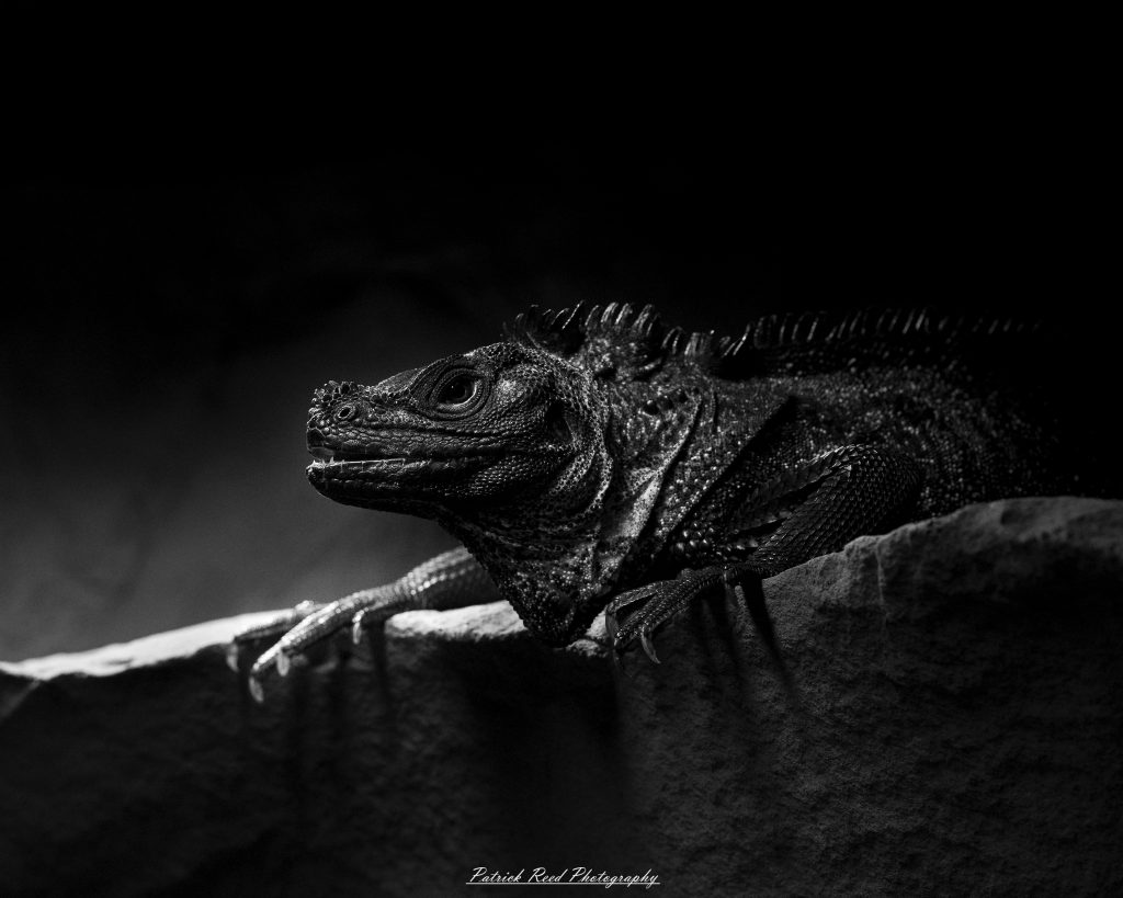 Reptile museum photography featuring snakes, lizards, turtles, crocodilians, and exotic reptiles photographed in educational exhibits and conservation displays.