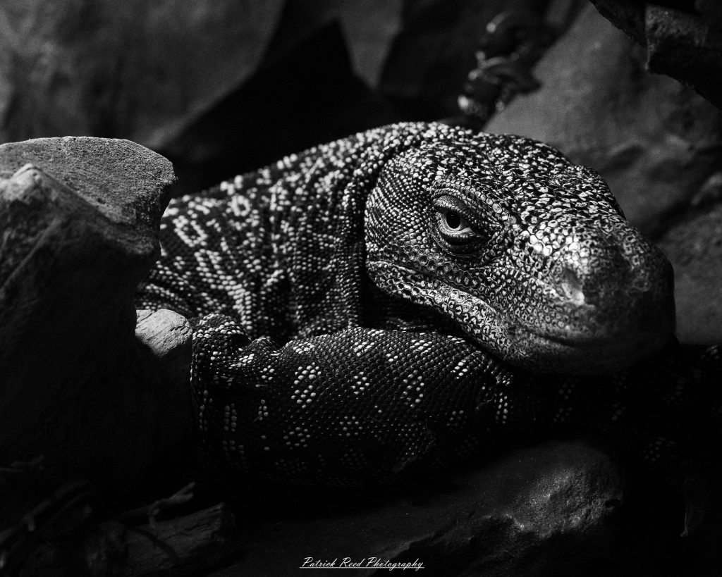 Reptile museum photography featuring snakes, lizards, turtles, crocodilians, and exotic reptiles photographed in educational exhibits and conservation displays.