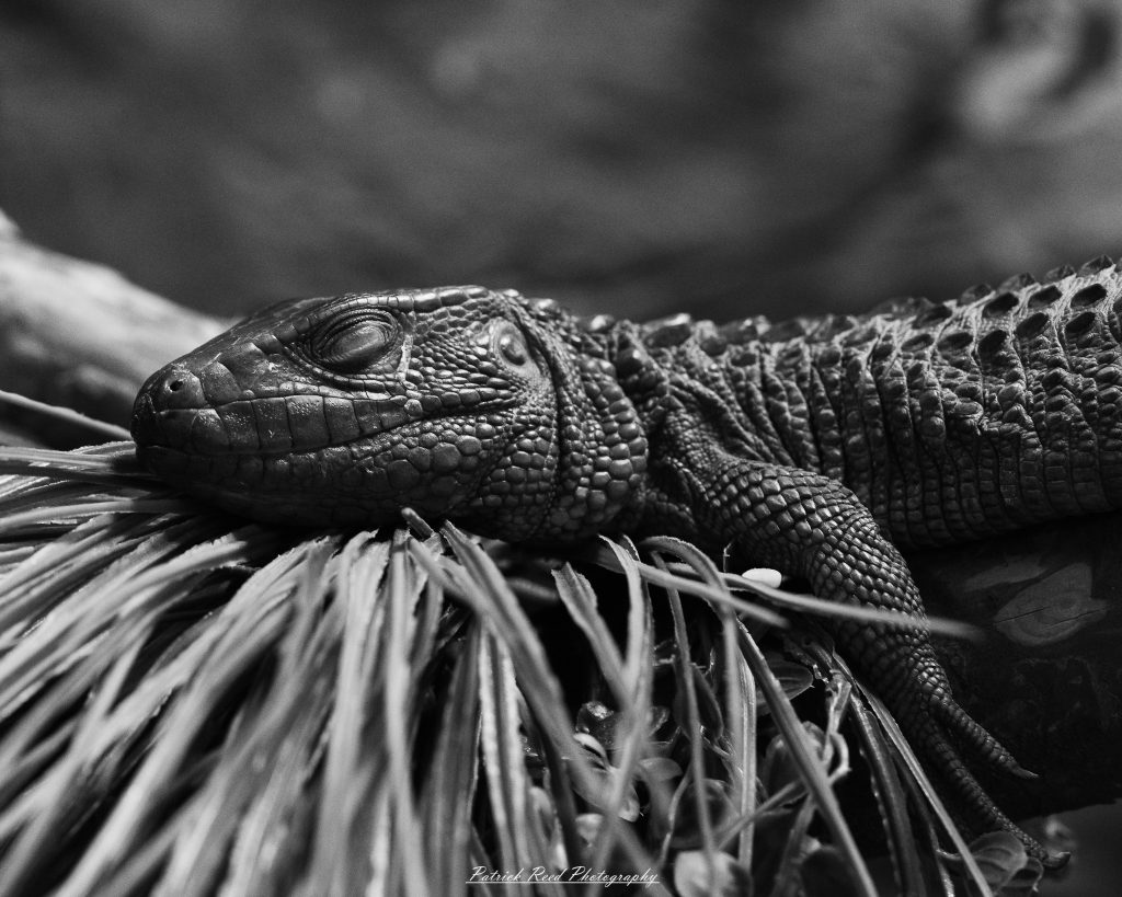 Reptile museum photography featuring snakes, lizards, turtles, crocodilians, and exotic reptiles photographed in educational exhibits and conservation displays.