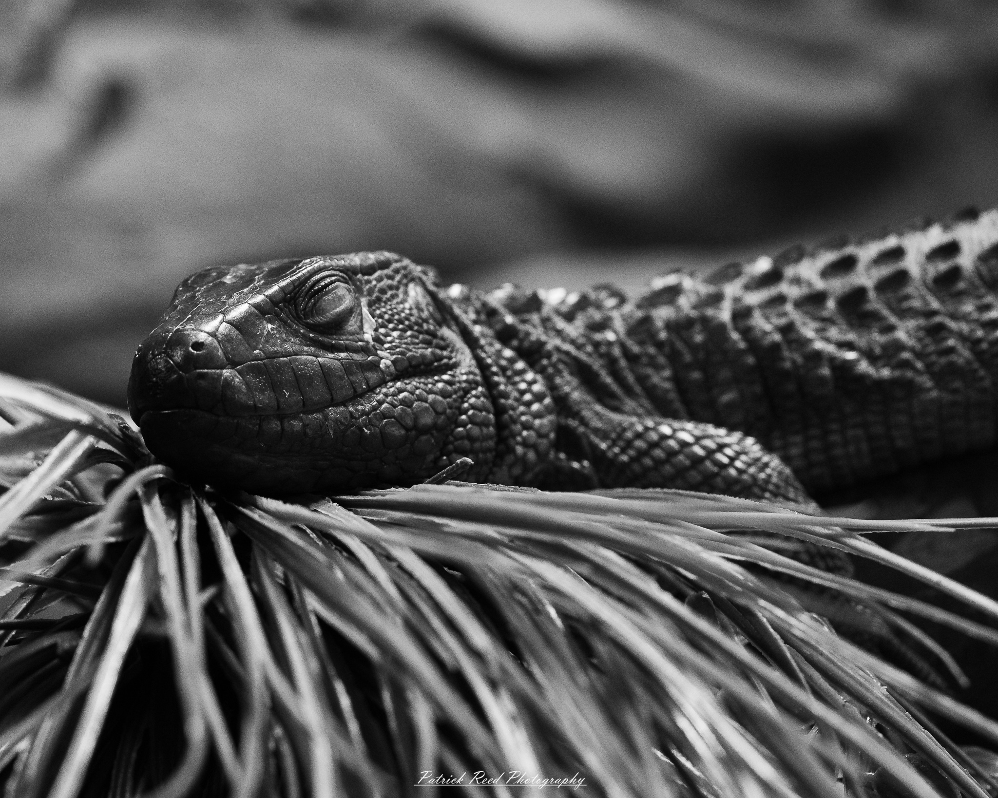 Reptile museum photography featuring snakes, lizards, turtles, crocodilians, and exotic reptiles photographed in educational exhibits and conservation displays.