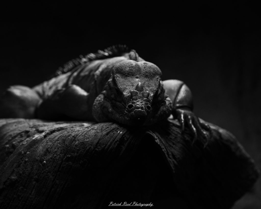 Reptile museum photography featuring snakes, lizards, turtles, crocodilians, and exotic reptiles photographed in educational exhibits and conservation displays.