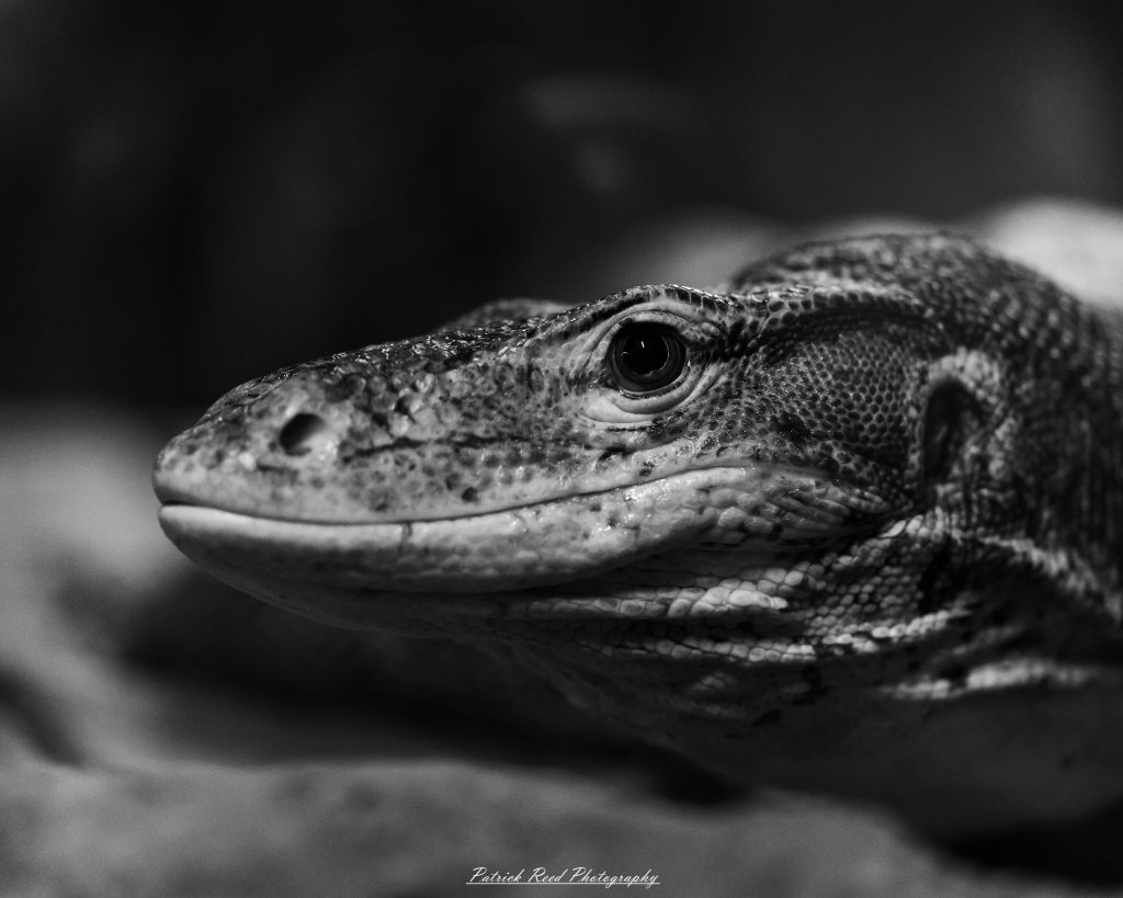 Reptile museum photography featuring snakes, lizards, turtles, crocodilians, and exotic reptiles photographed in educational exhibits and conservation displays.