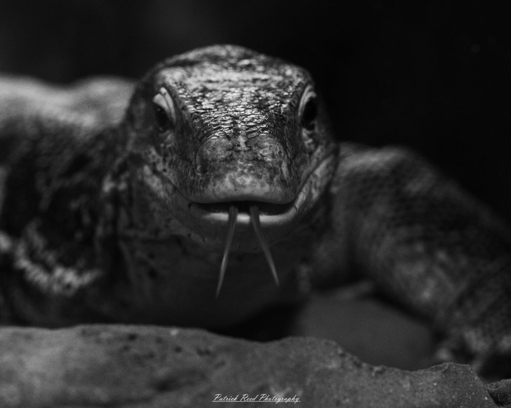 Reptile museum photography featuring snakes, lizards, turtles, crocodilians, and exotic reptiles photographed in educational exhibits and conservation displays.