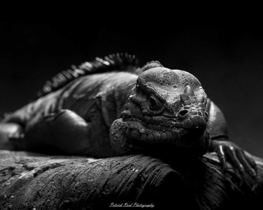 Reptile museum photography featuring snakes, lizards, turtles, crocodilians, and exotic reptiles photographed in educational exhibits and conservation displays.