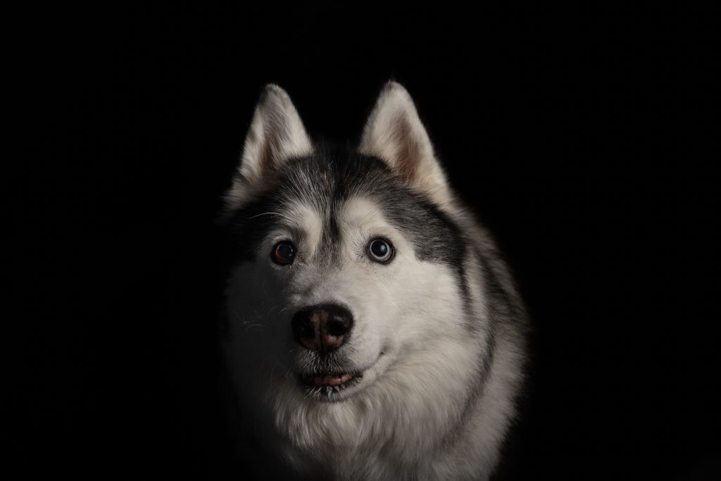 Close-up of a husky dog face with upright ears against a dark studio background.